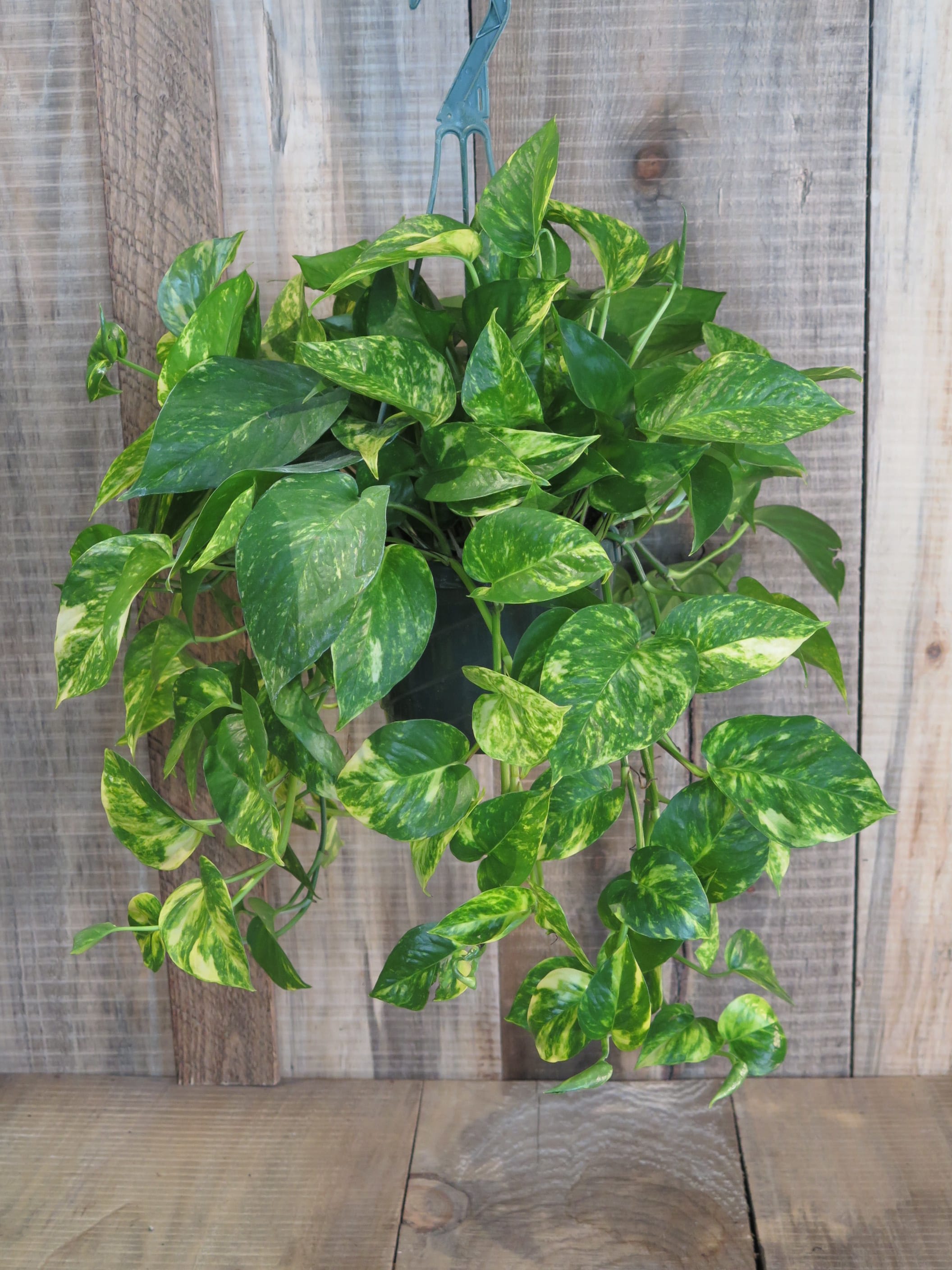 Are Silver Pothos Toxic To Cats - Cat Meme Stock Pictures and Photos