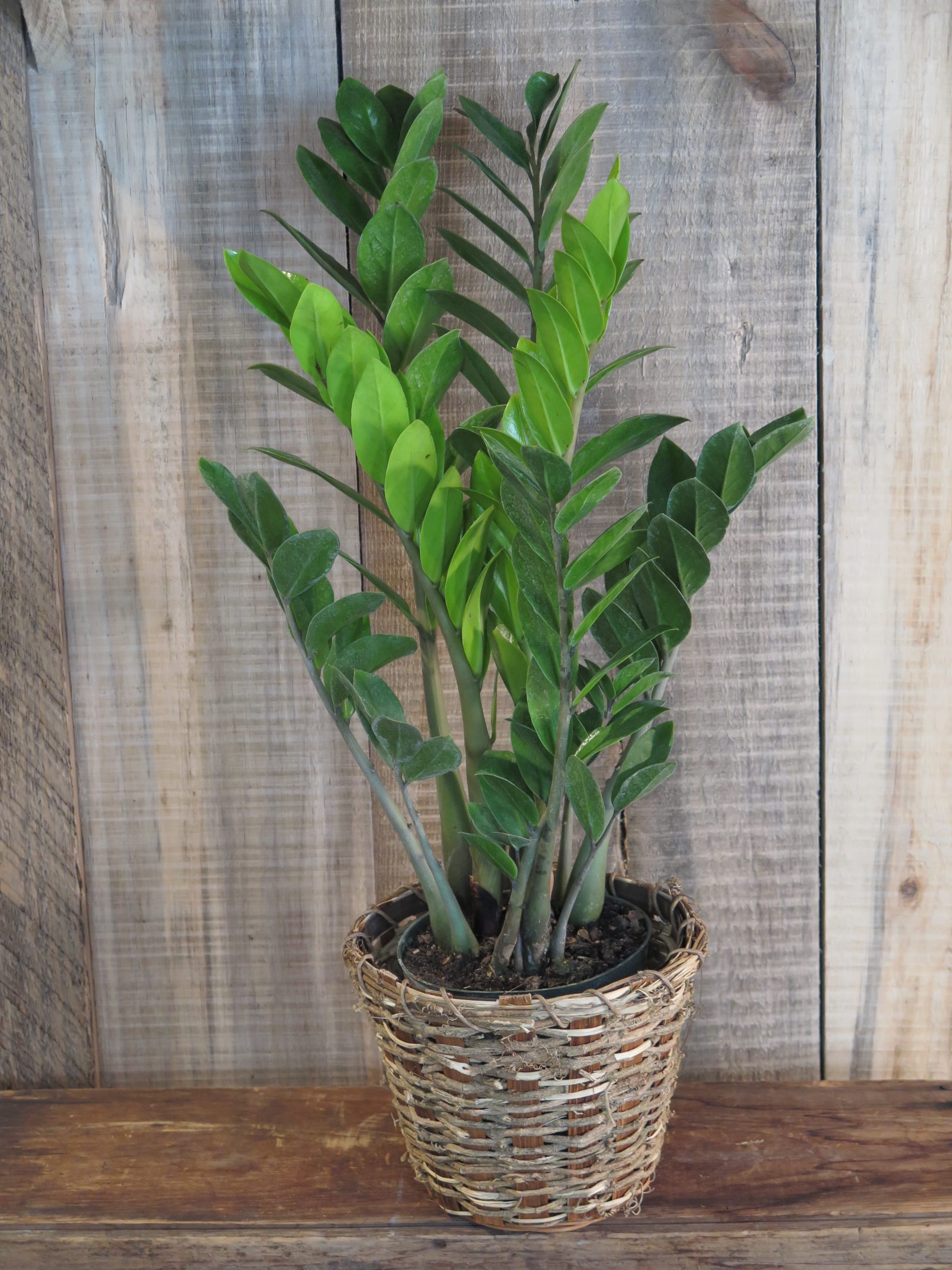 Zz Plant Zamioculcas In Worcester Ma La Jolie Fleur