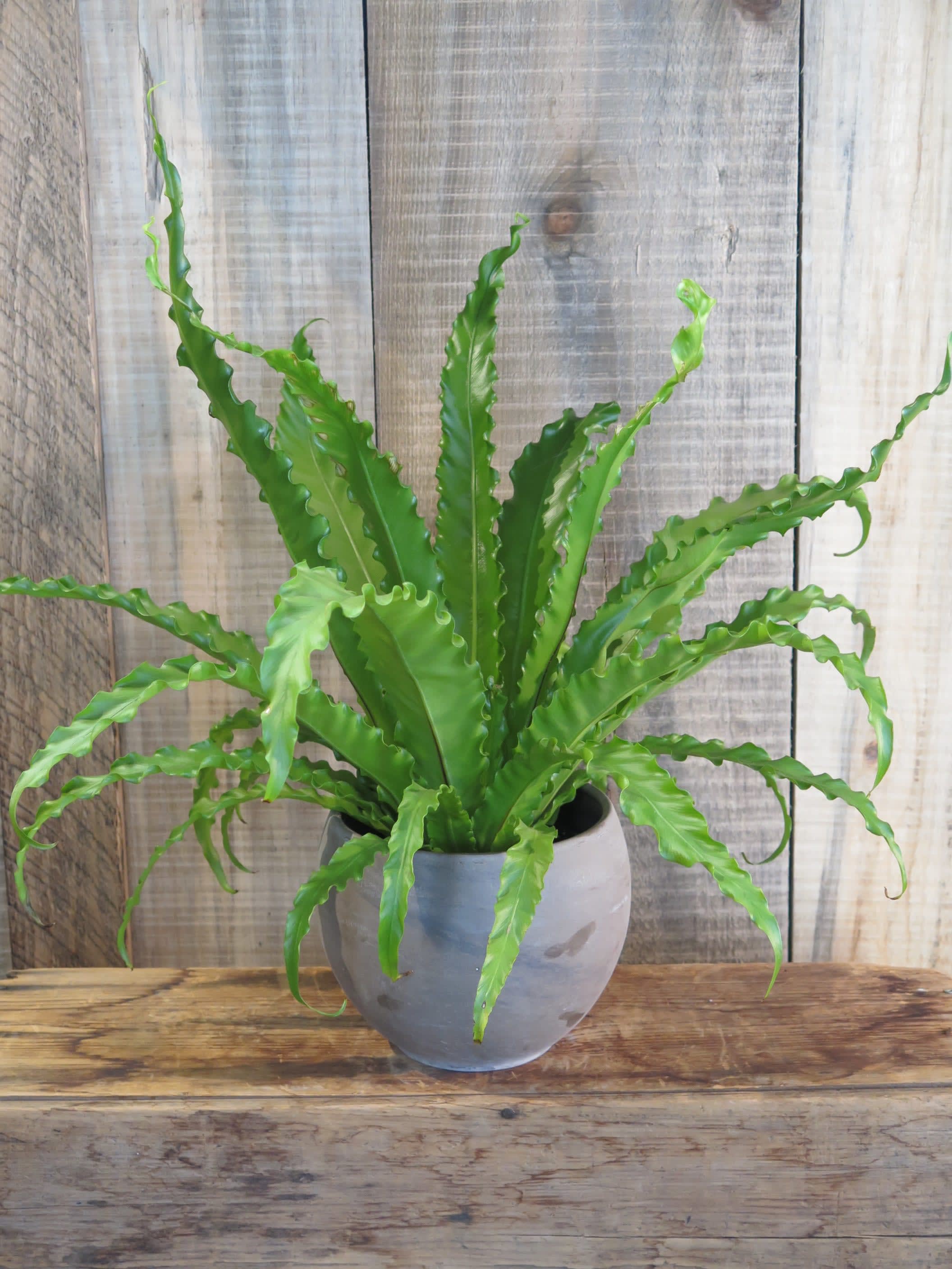 Bird Nest Fern Spleenwort In Worcester Ma La Jolie Fleur