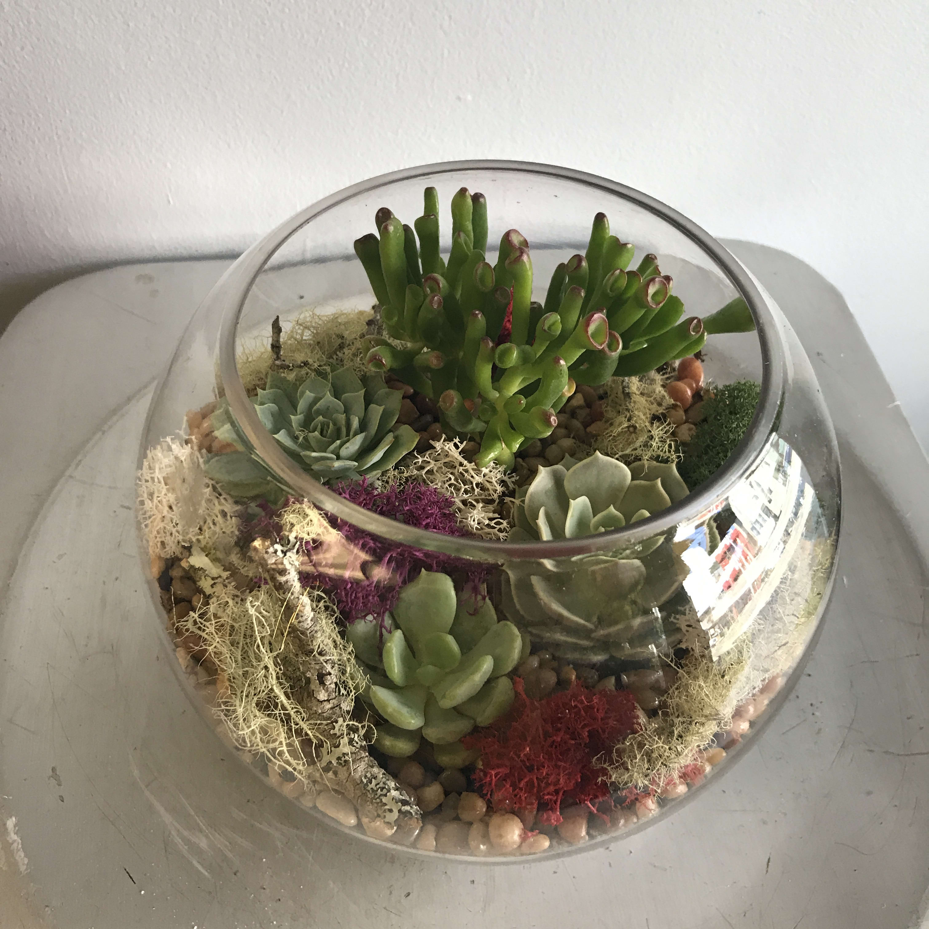 Succulents In San Francisco Ca Polk Street Florist