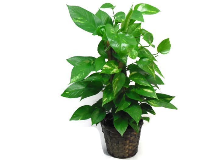 Pothos on a Pole in Kansas City, MO Teefey Flowers and Gifts