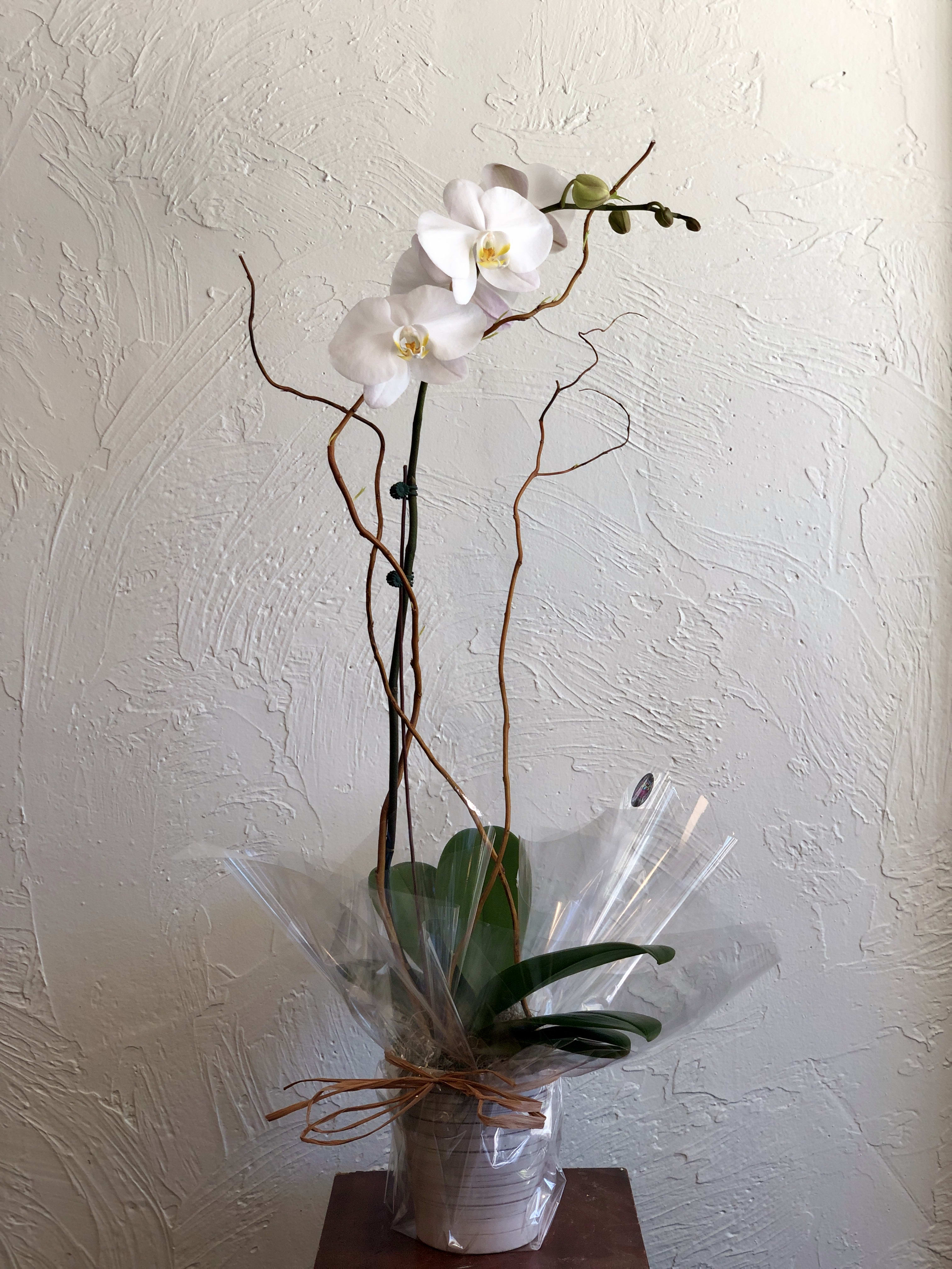 Phalaenopsis Orchid In Decorative Pot In Belmont Ma Jayne S