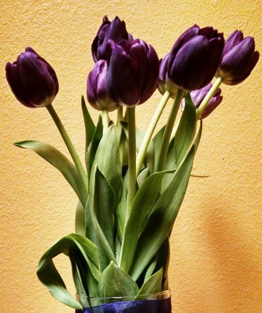 Tulips In A Cylinder Vase By A Natural Design