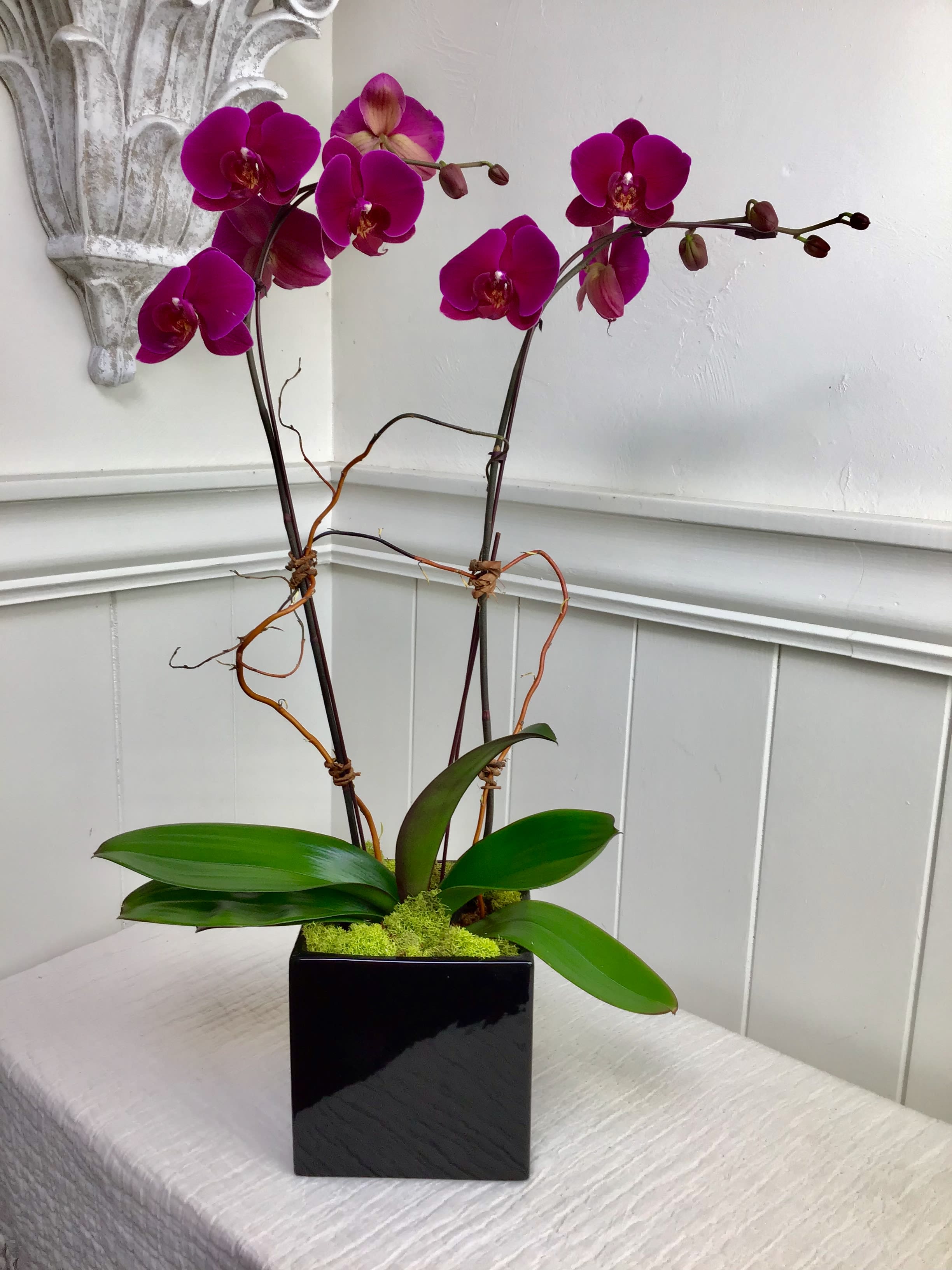 Phalaenopsis Orchid Colors
