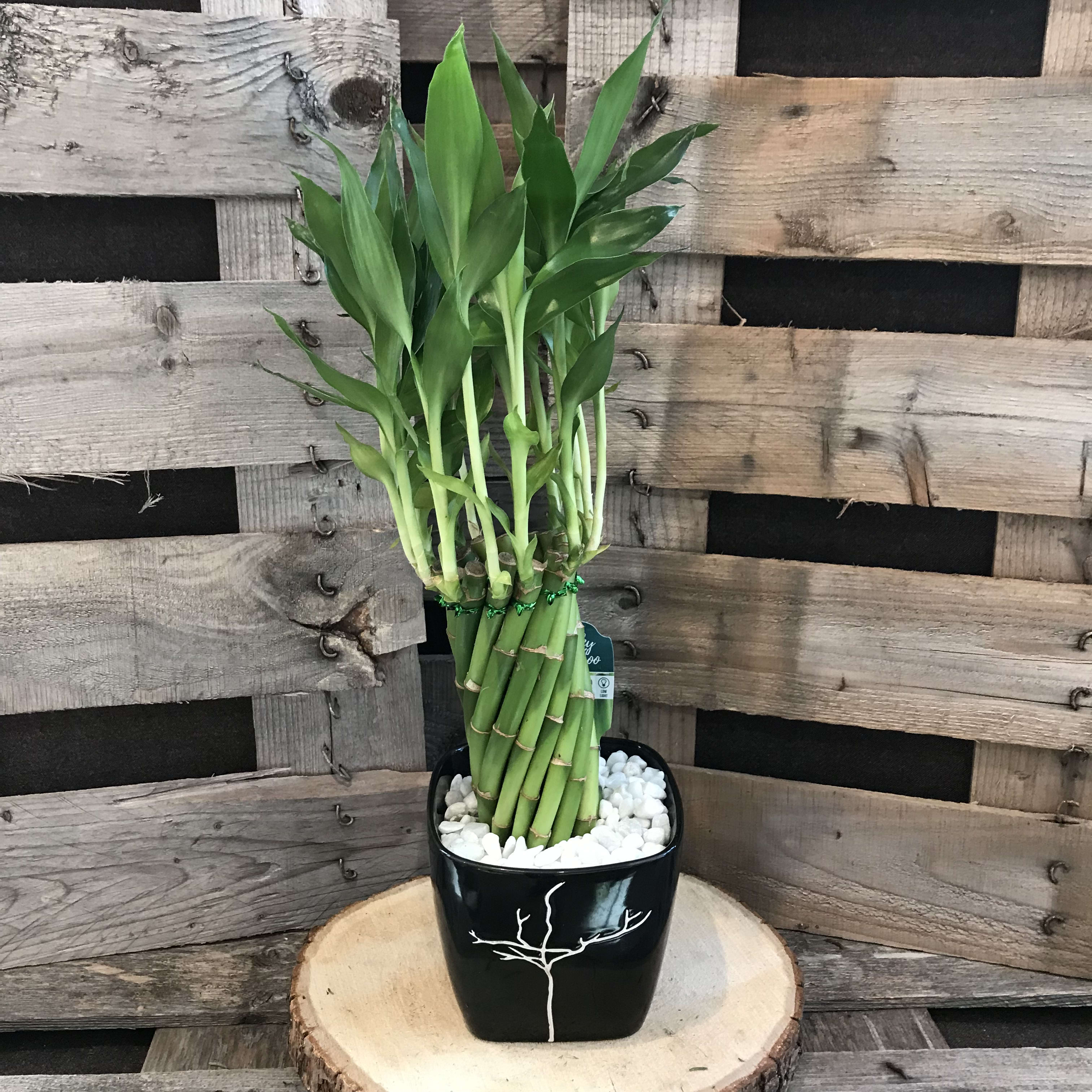Lucky bamboo skötsel Lucky bamboo skötsel