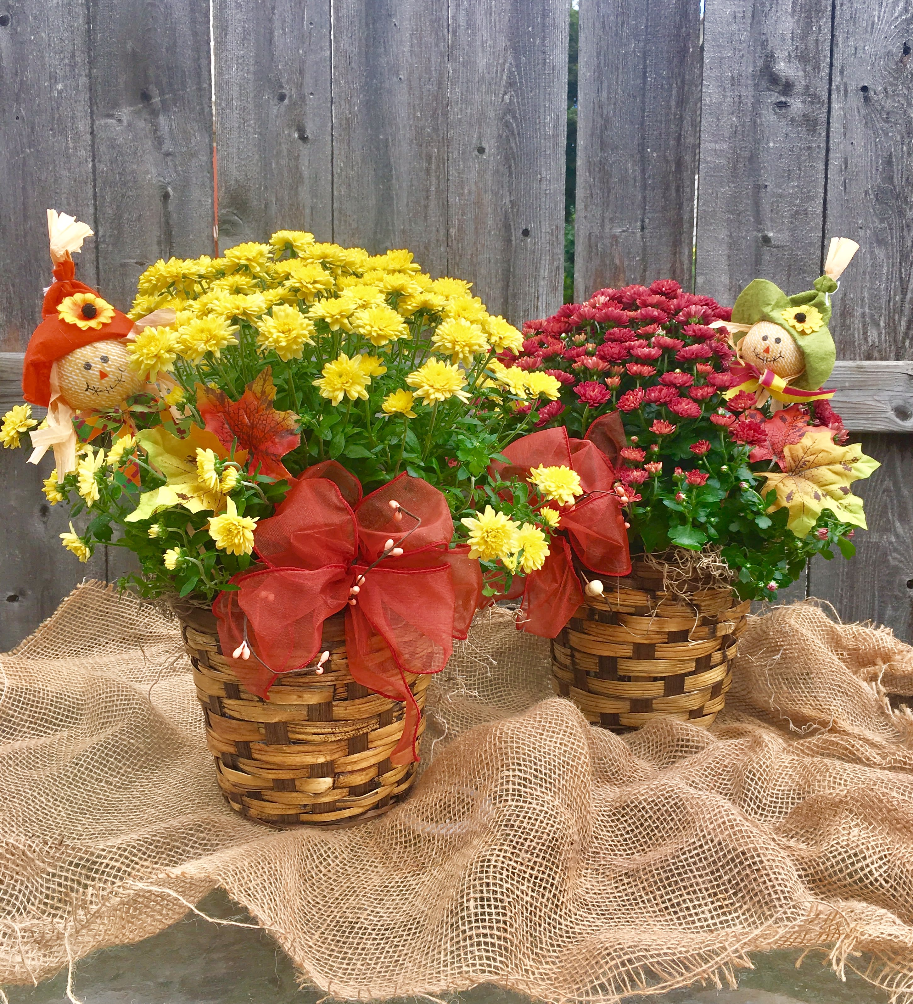 One, Two, or Three Festive Fall Mums! in Milwaukee, WI May Flowers