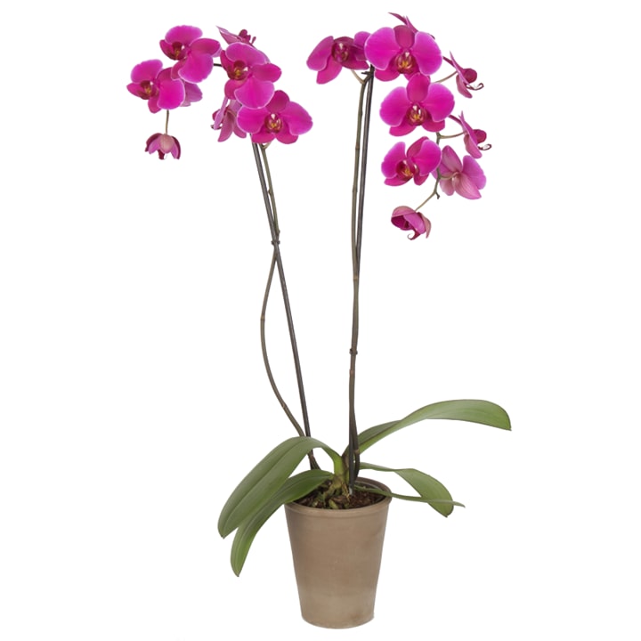 Bonita Orchids In Umbra Vase In Chantilly Va Twinbrook Floral