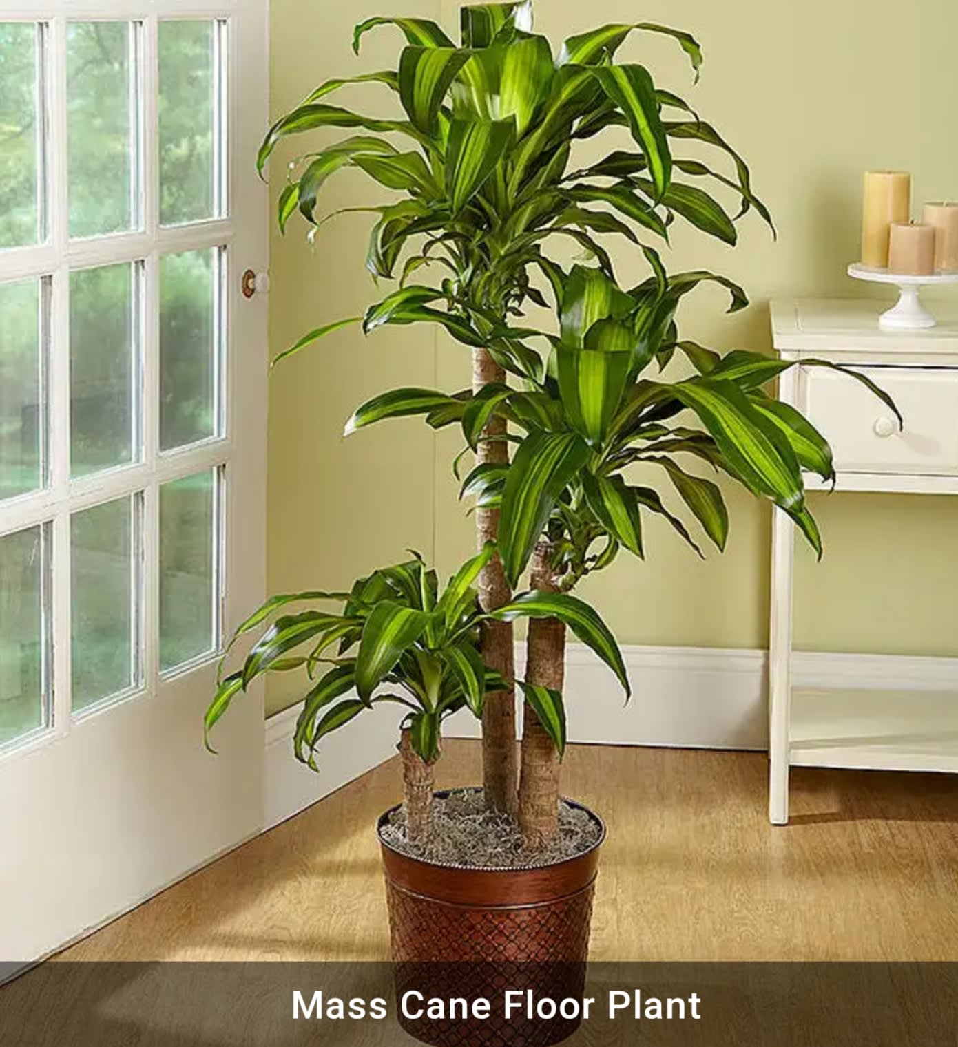 Mass Cane Floor Plant In Cerritos Ca Cerritosflowers Com