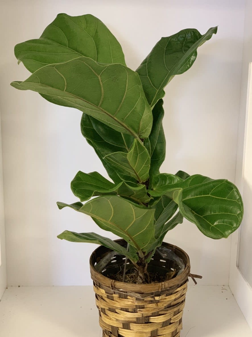 6'' Fiddle Leaf Plant in Lincoln, NE House of Flowers