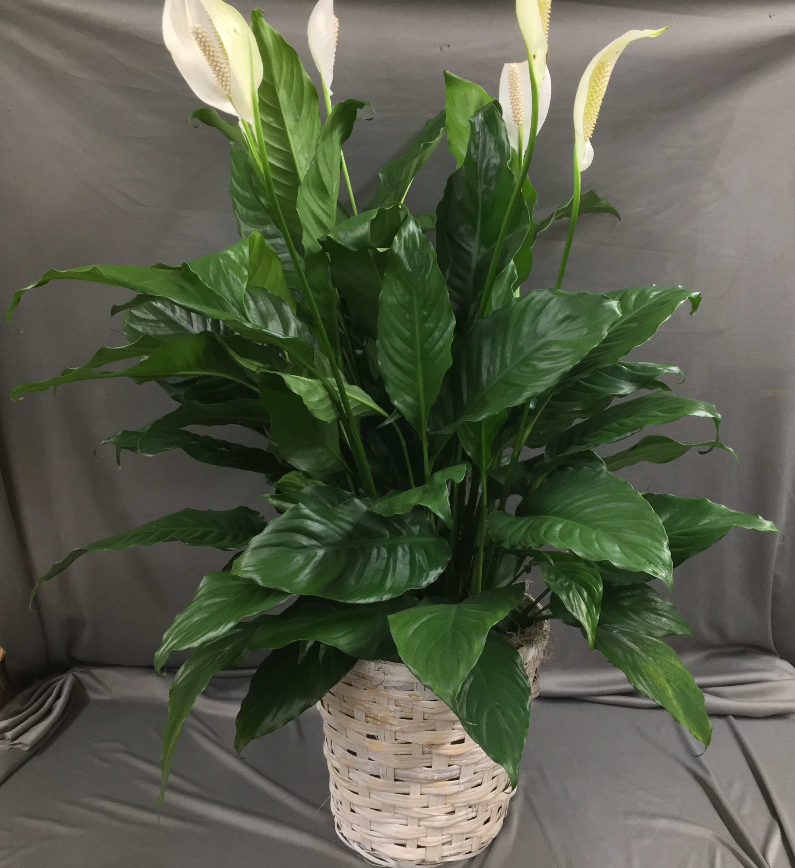 Spathiphyllum in Glenside, PA Coupe Flowers Inc.