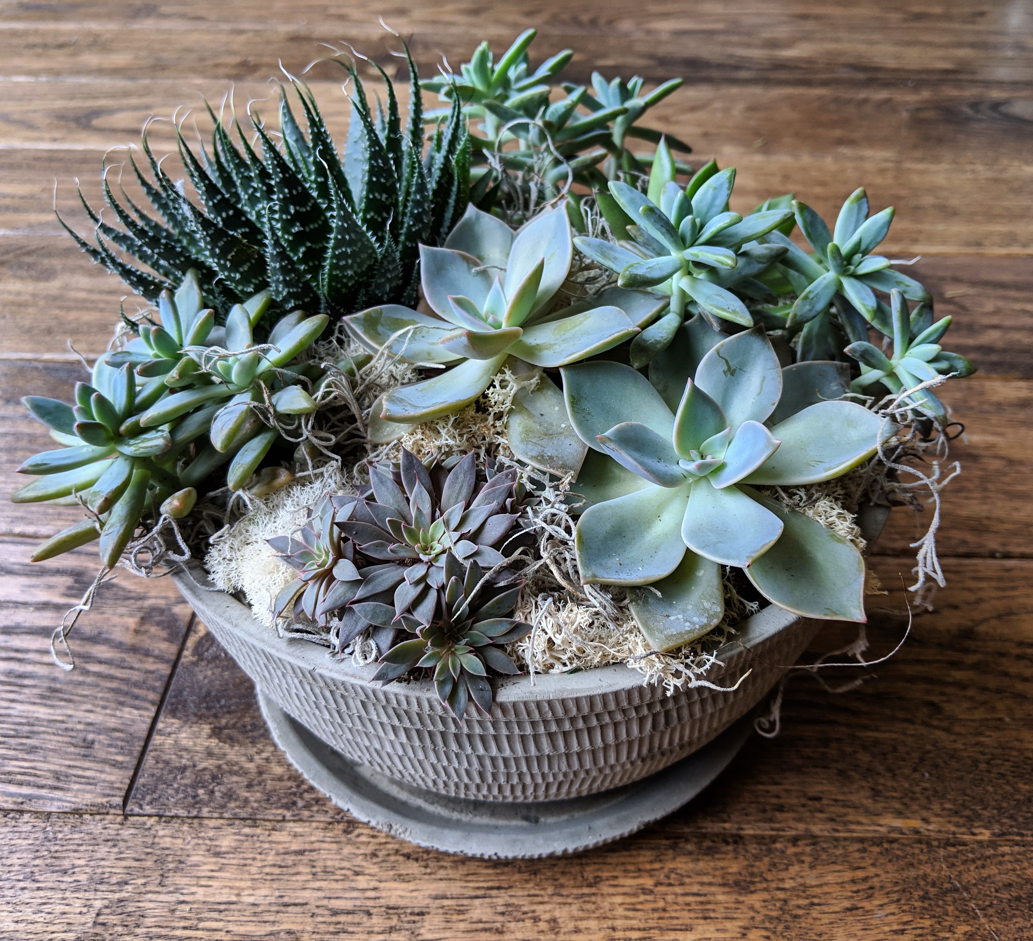 Succulent Garden In Stillwater Mn Fleur De Louise Flower Studio