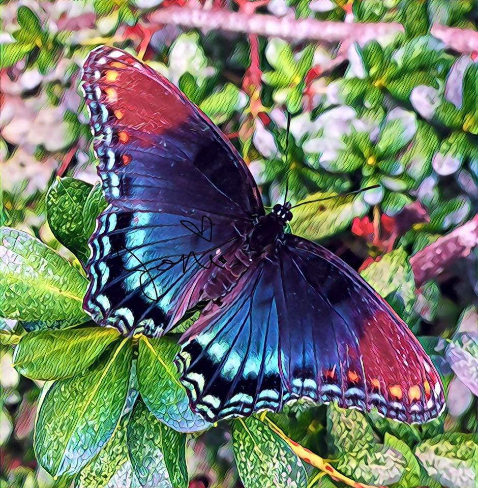 Butterfly Diamond Painting Kit By Joni S Flower Shop