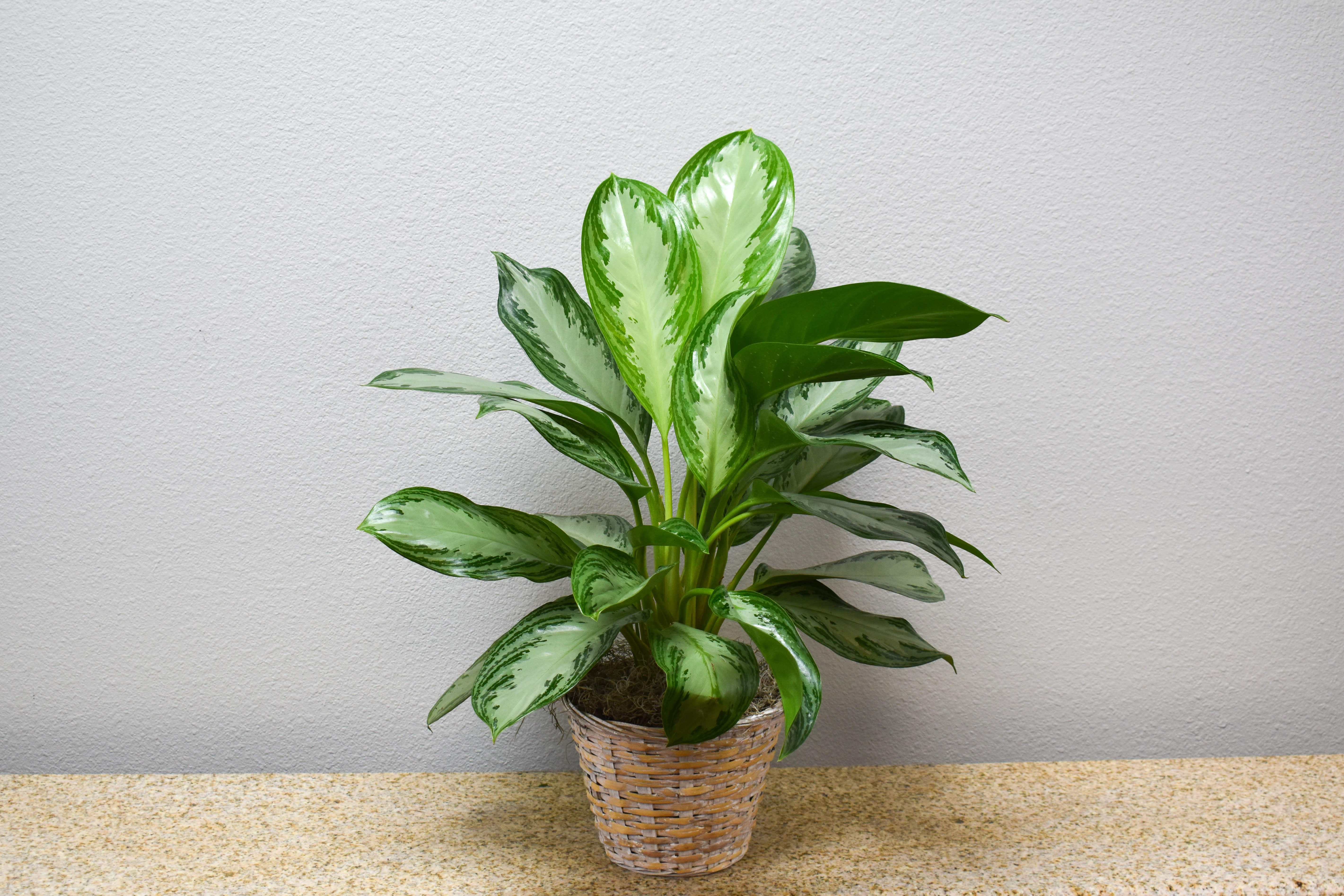 The FTD Chinese Evergreen in SAN ANTONIO, TX | The Last ...