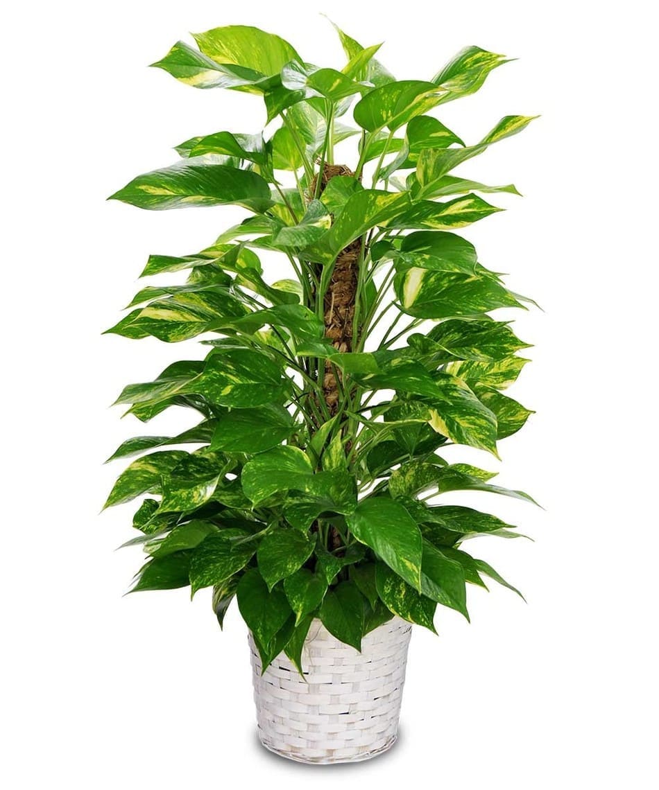 6'' Pathos on a Pole Plant in Lincoln, NE House of Flowers