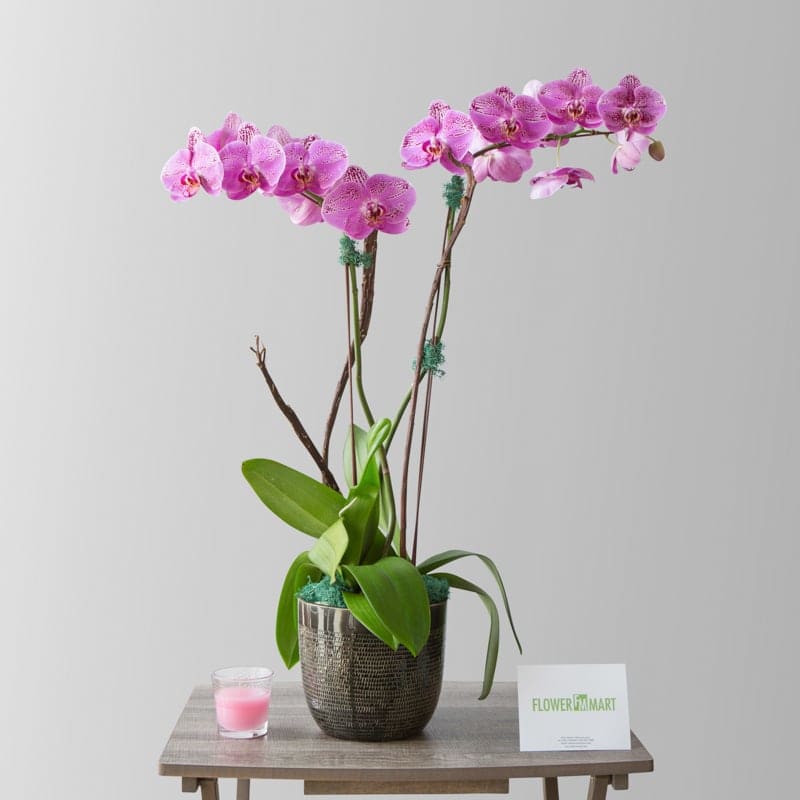 Double The Orchids V2 By Palm Springs Flower Mart