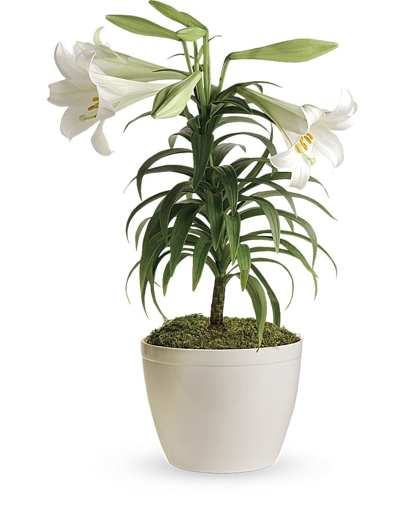  Easter Lily Plant  in Monticello AR Town Country Florist