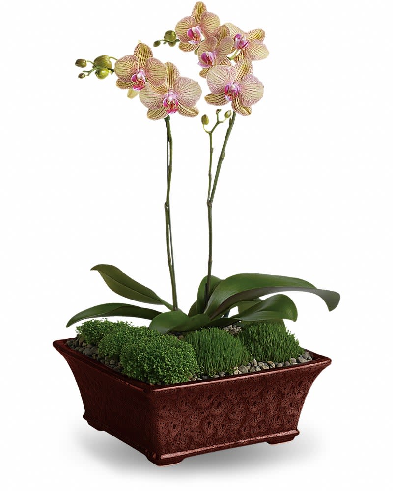 Divine Orchid In Monticello Ar Town Country Florist