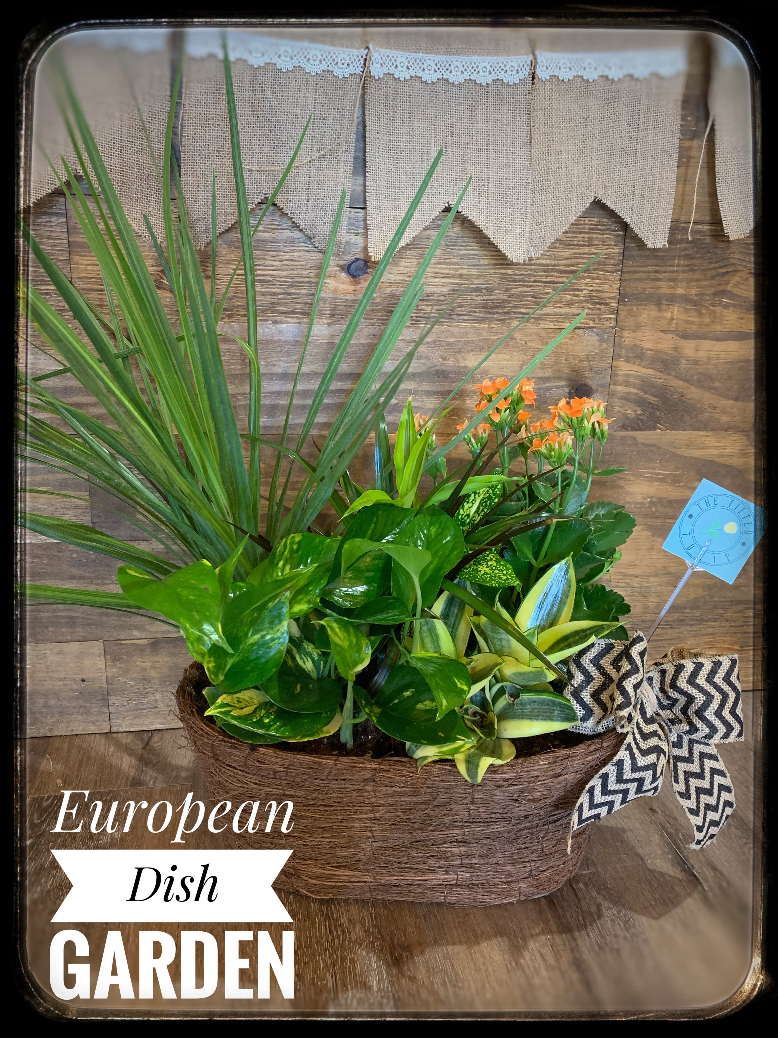 European Dish Garden In Kingman Az The Tilted Tulip