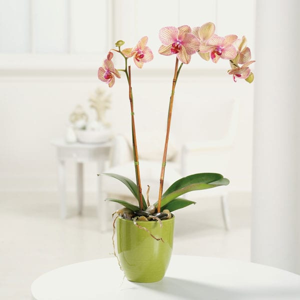 Double Stem Phalaenopsis Orchid In New Orleans La Mona S Accents