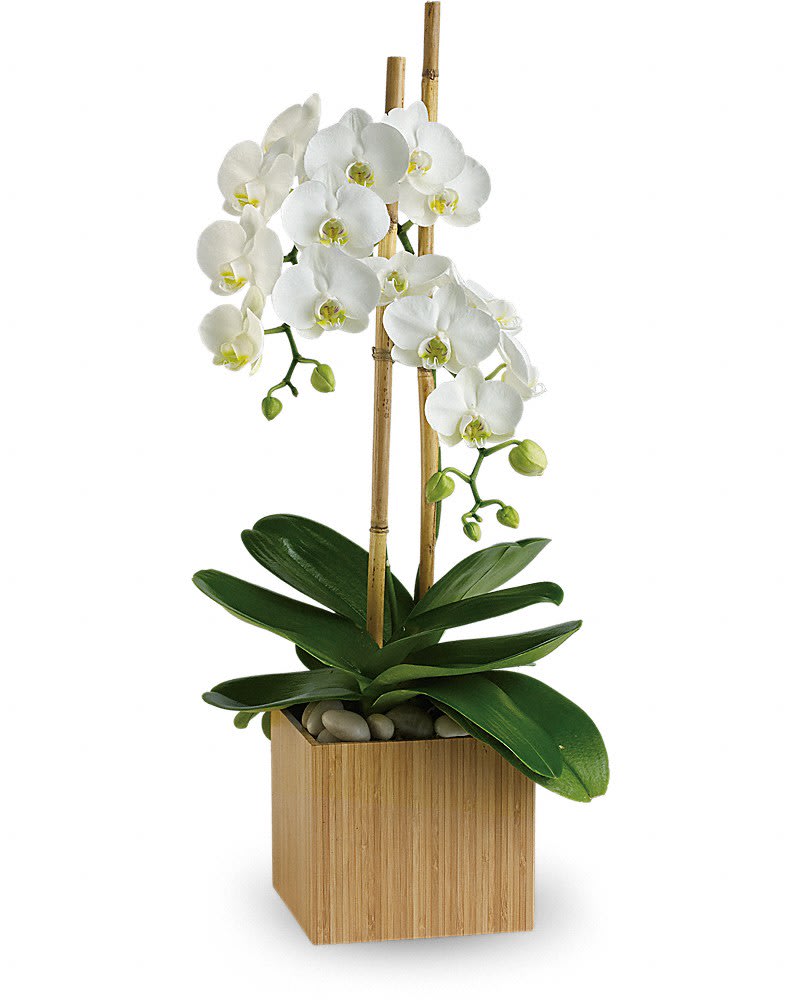 Teleflora S Opulent Orchids In Bellefontaine Oh A New Leaf Florist