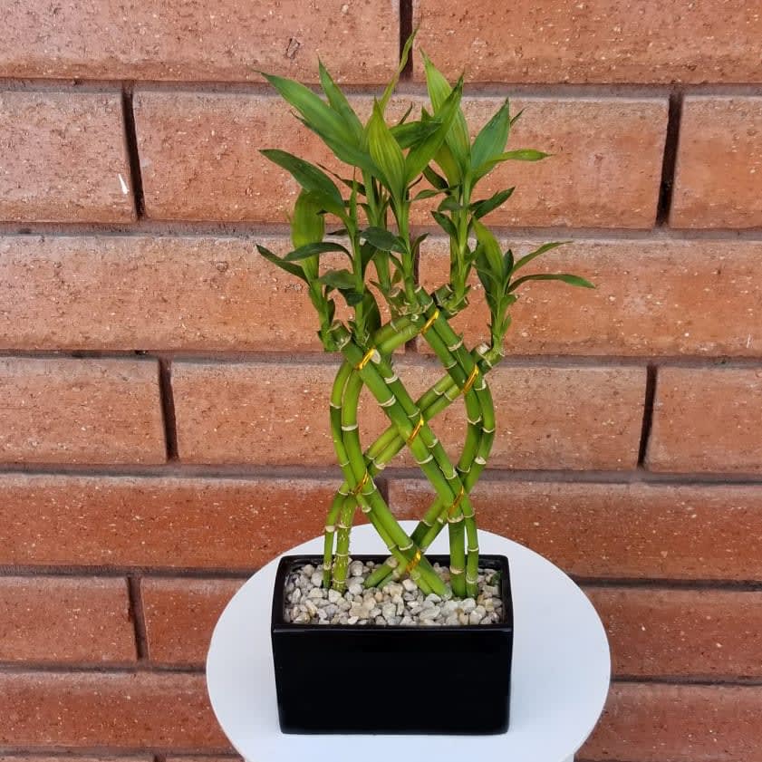 Braided Lucky Bamboo Plant in San Diego, CA House of Stemms