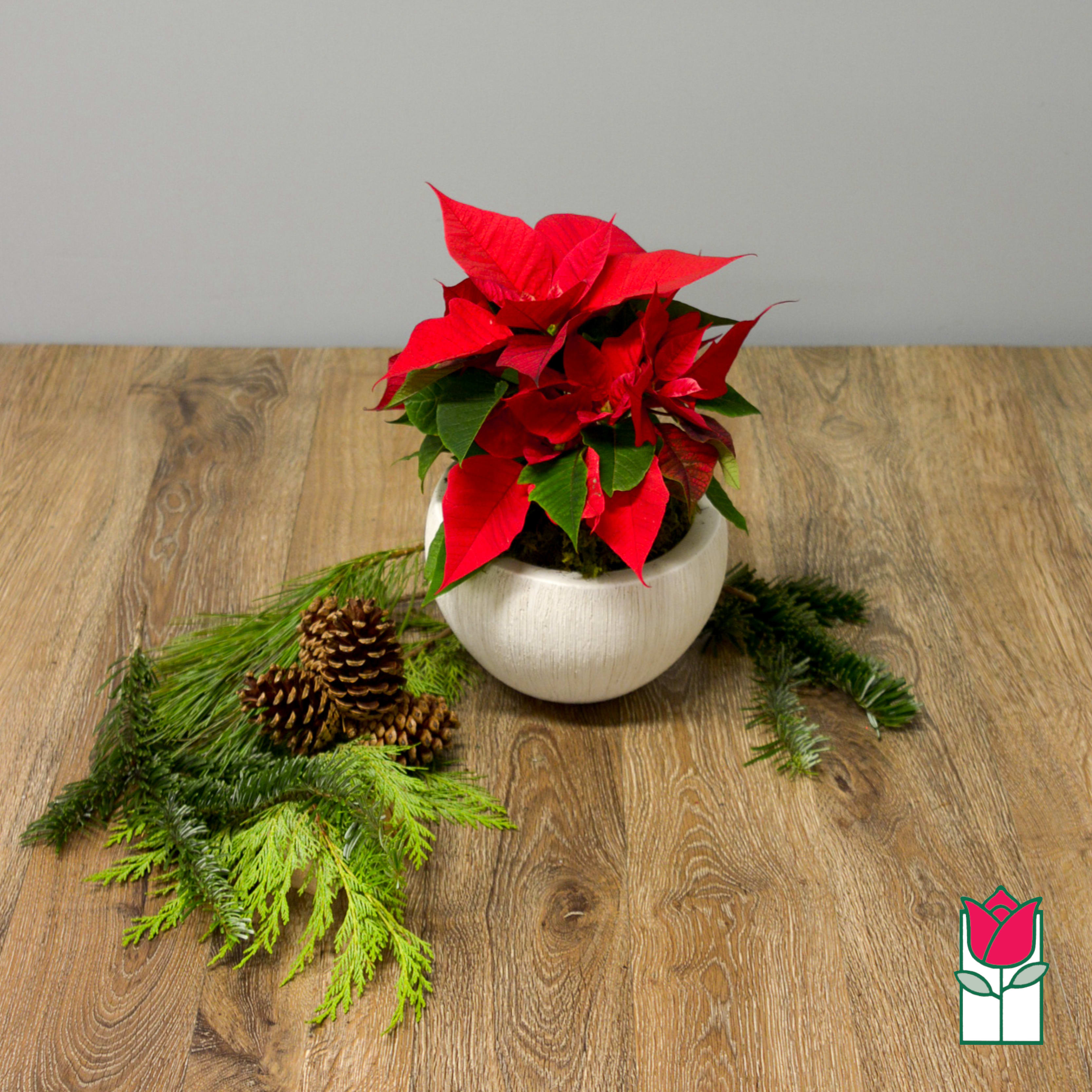 Beretania's Mini Poinsettia in Ceramic in Honolulu, HI Beretania Florist