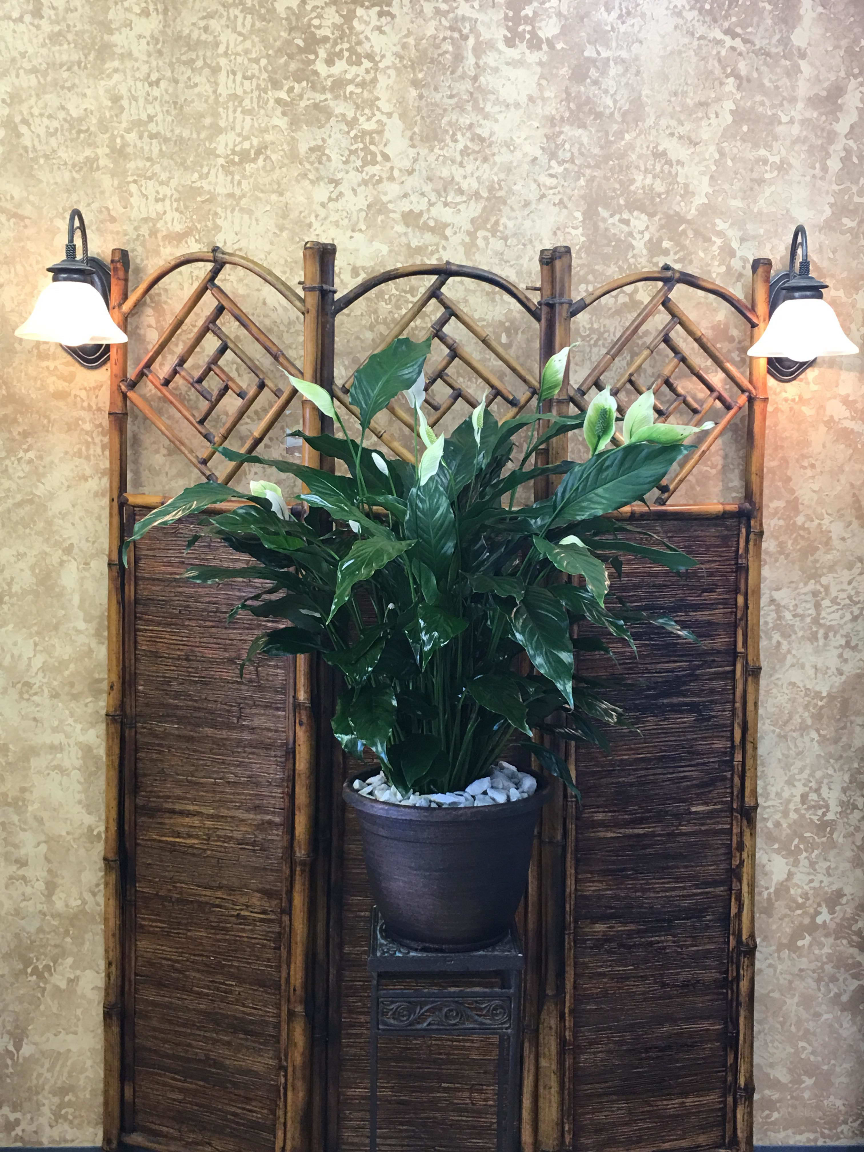 Peace Lily Plant Premium Plant Shown in Olive Branch, MS