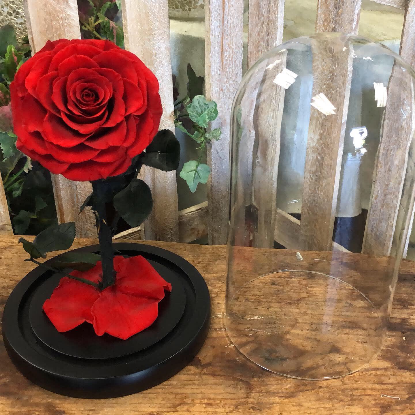 Once Upon A Time Rose in Highland, CA Hilton's Flowers