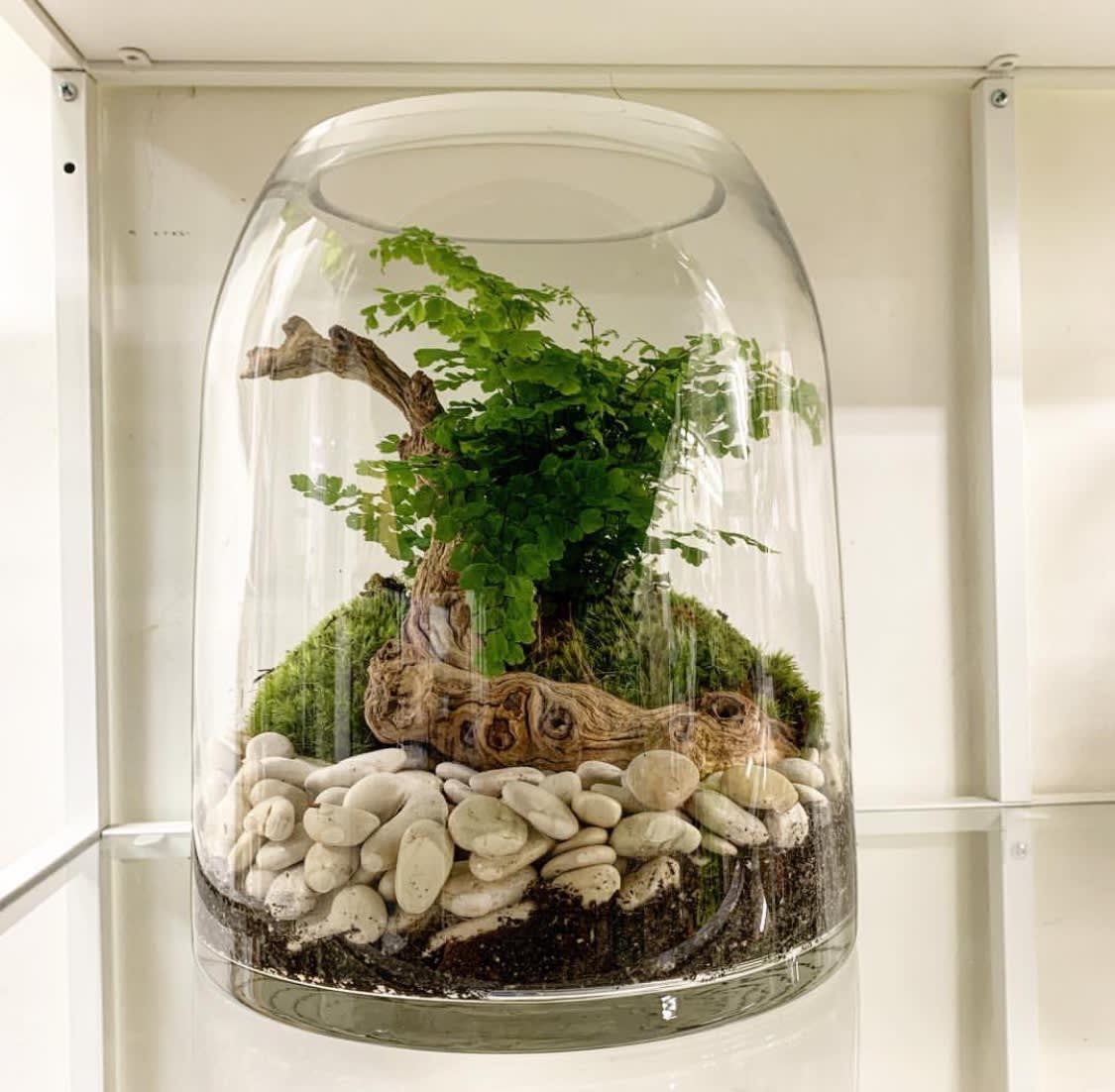 Terrarium with Fern, Moss, and Stones in Los Angeles, CA The Juicy Leaf