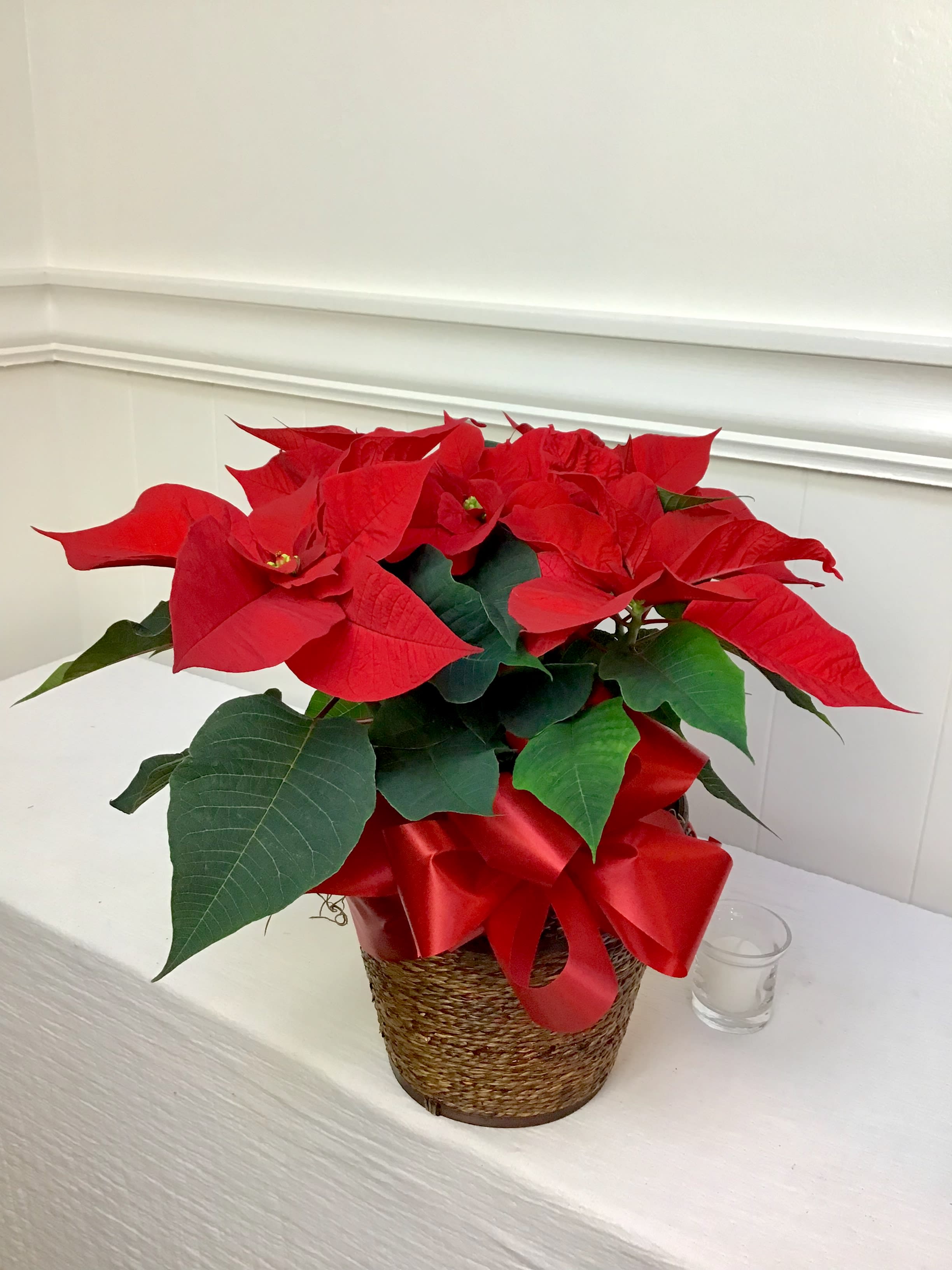 Red Poinsettia in Seattle, WA LaVassar Florists