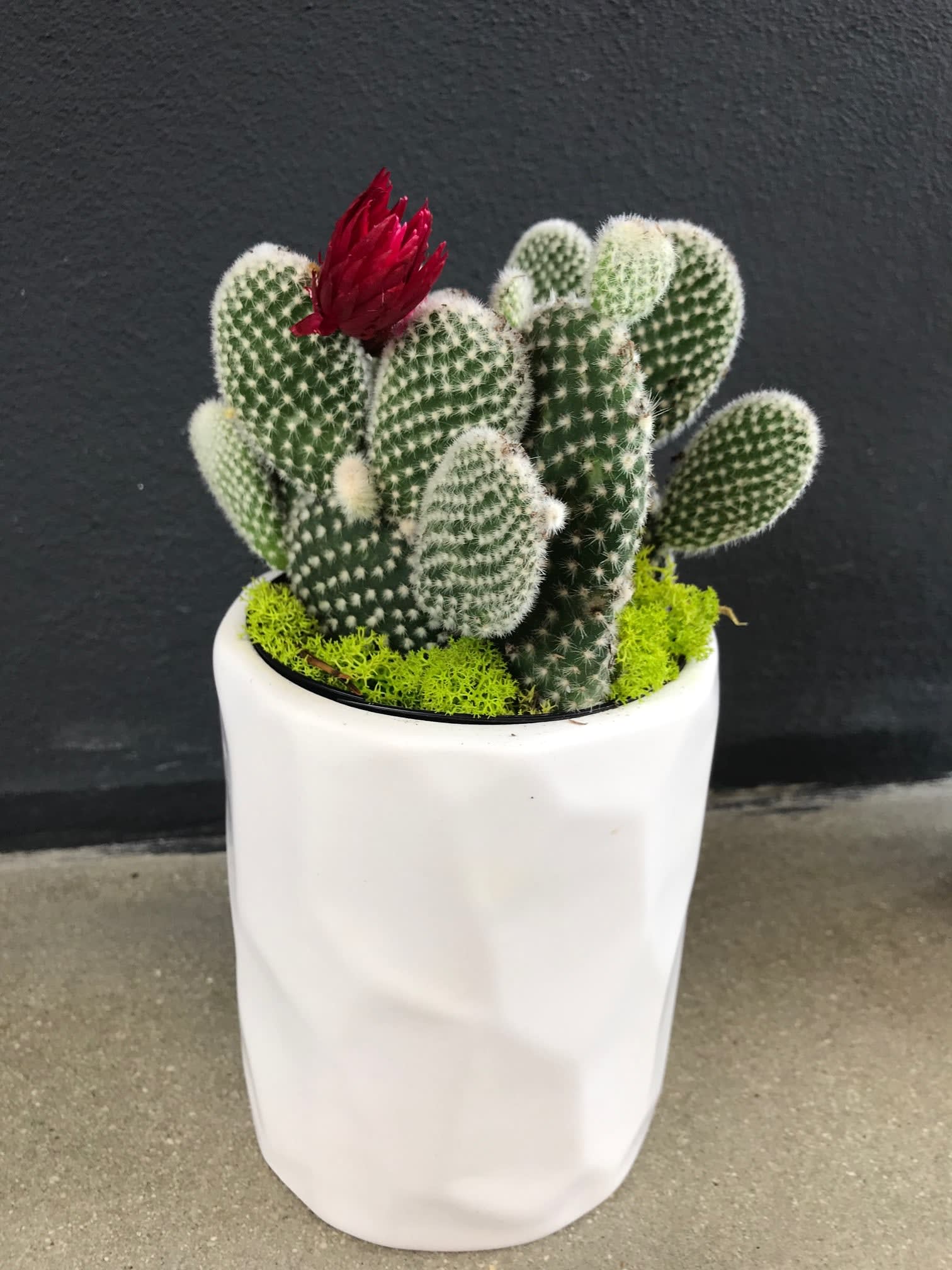 Mini Cactus Garden In Fort Lauderdale Fl La Fleur Florals And