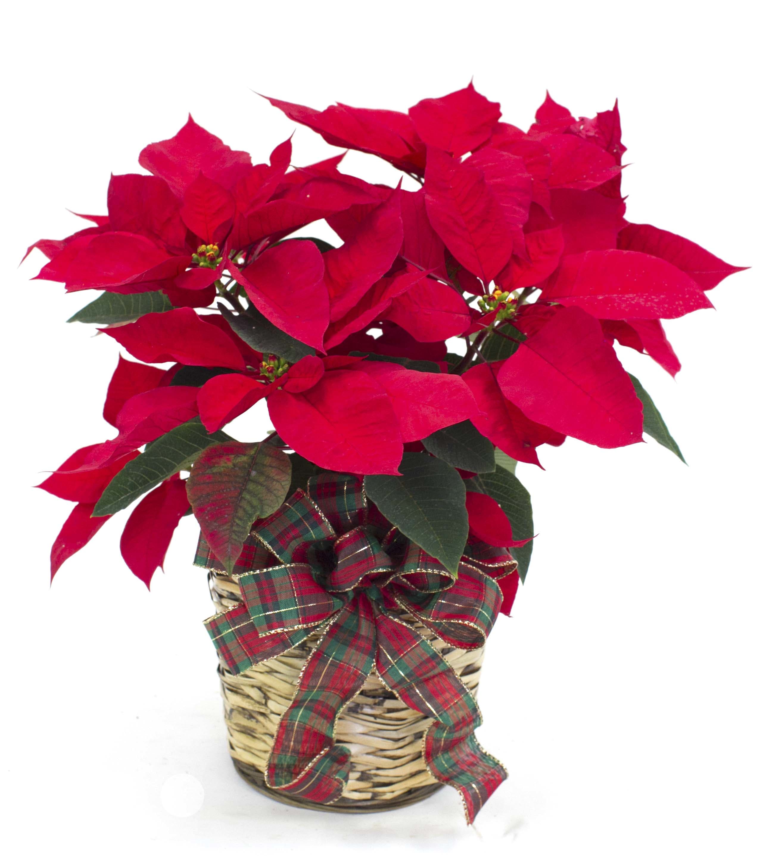 Holiday Traditions Poinsettia 6" Pot in Venice, FL ...