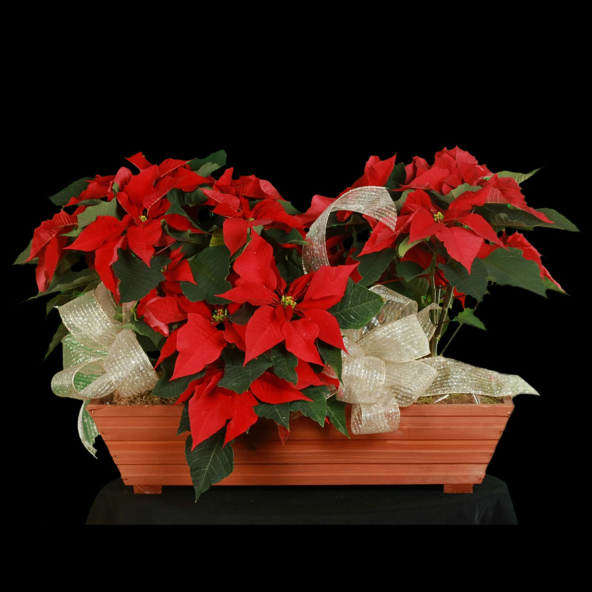 Poinsettias in Wood Planter Box (SFX 03) in Claremont, CA ...