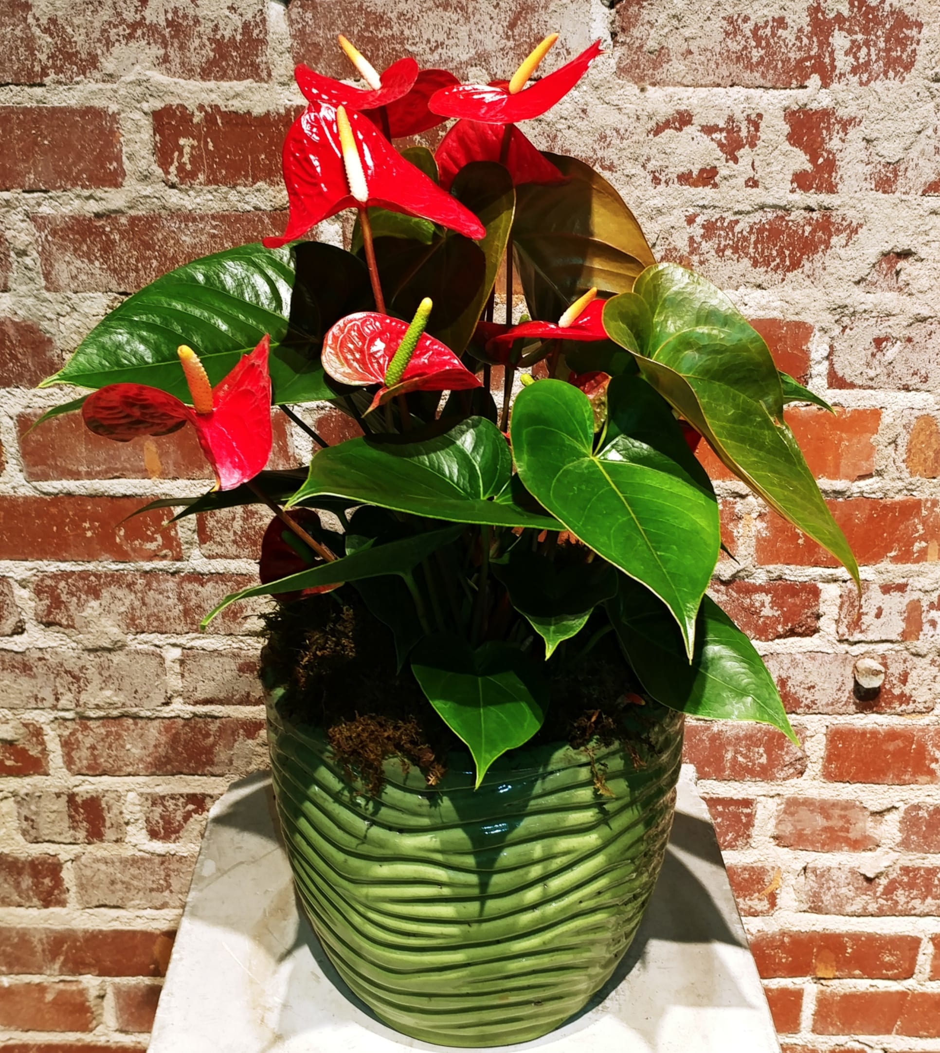 Potted Anthurium in Atlanta, GA 2000AD Inc.