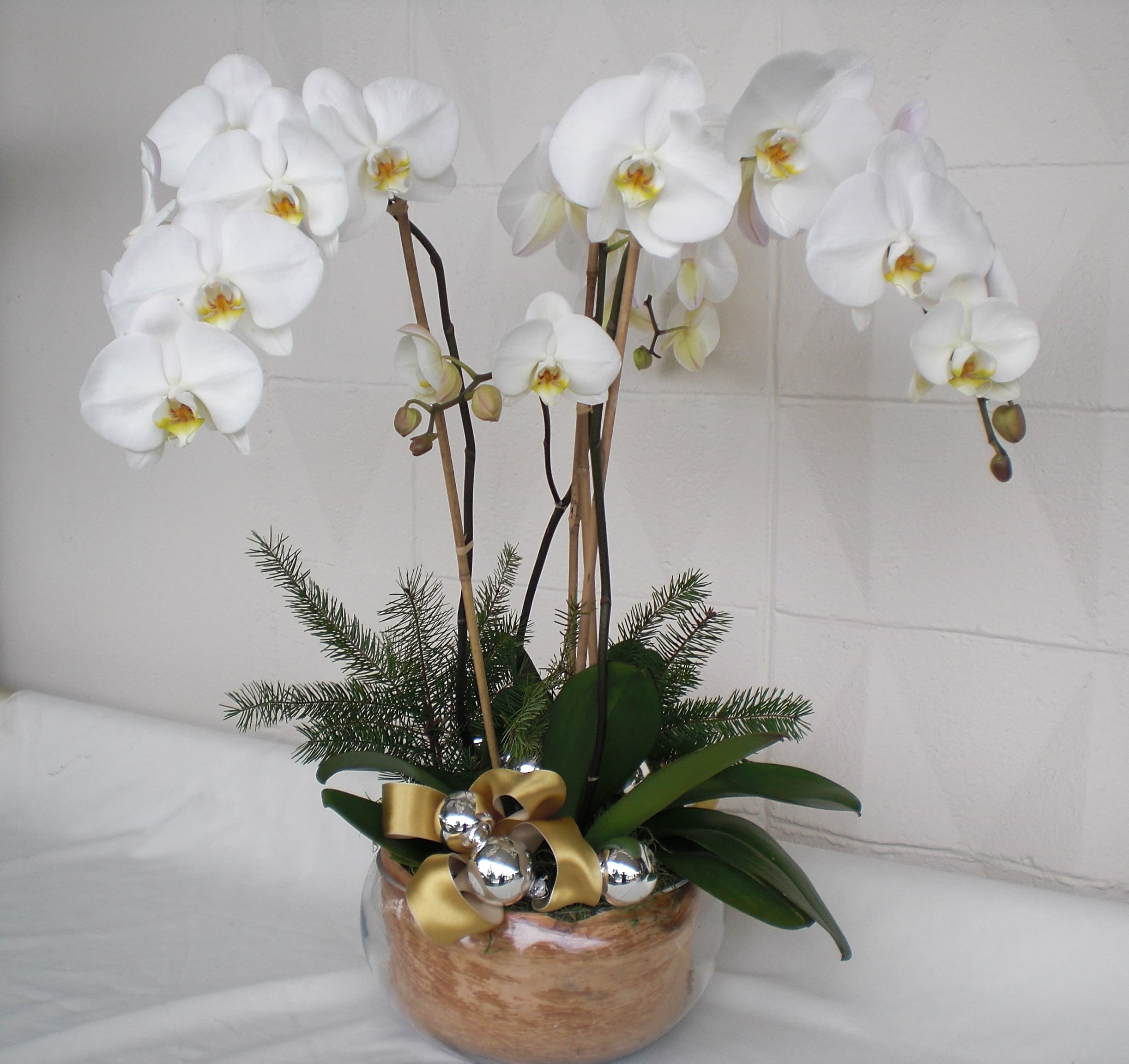 Holiday Phalanopsys Orchids By Floral Design By Dave S Flowers
