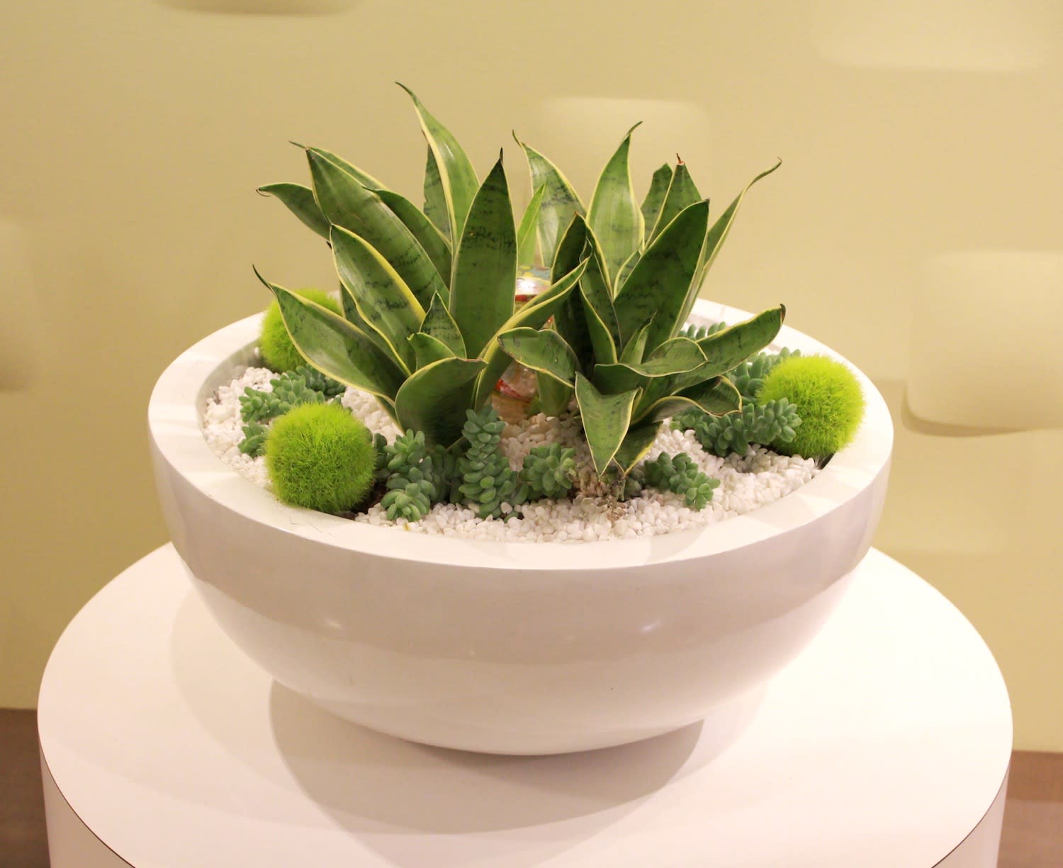 Modern Plants in Los Angeles, CA Downtown Flowers