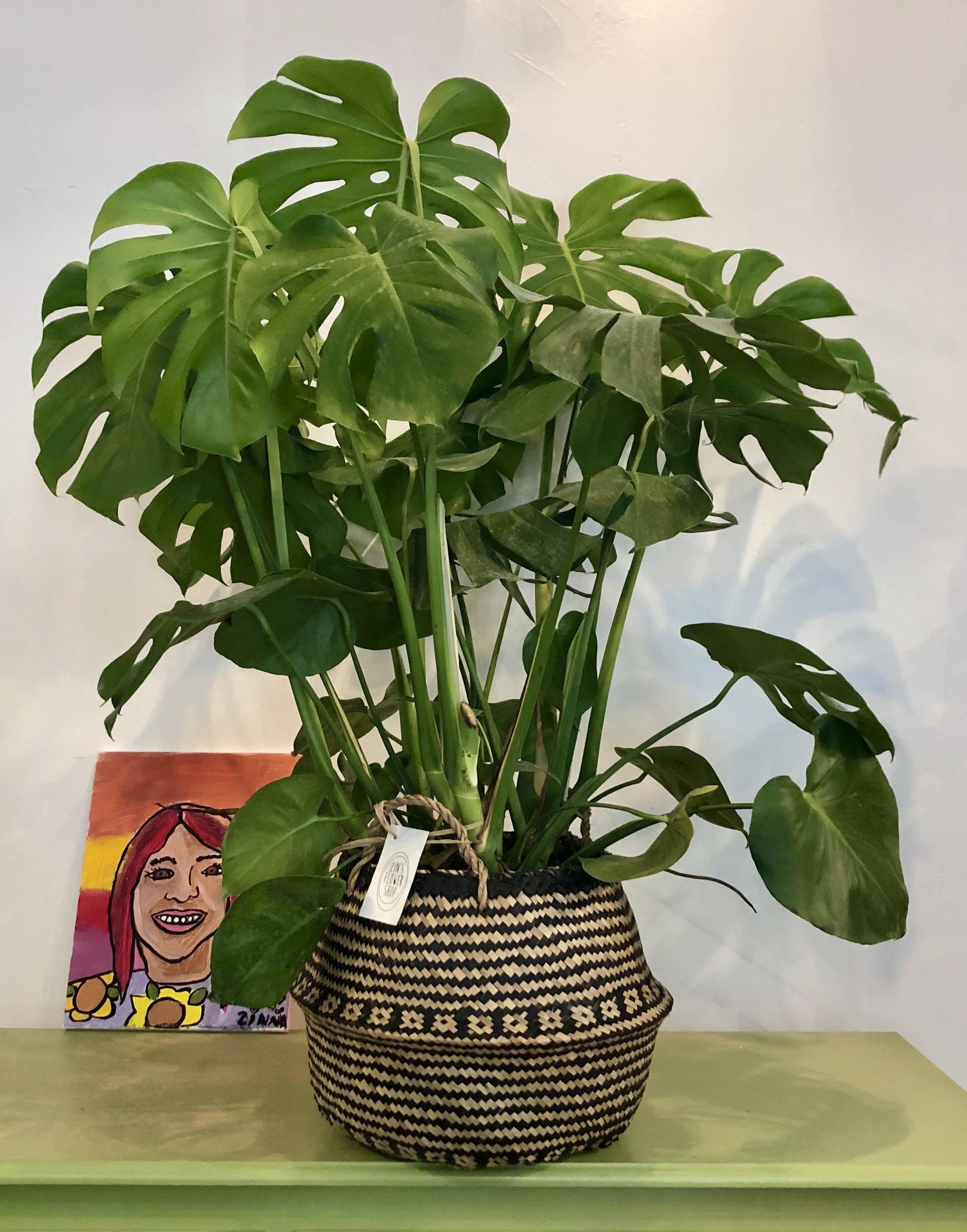 Monstera Deliciosa in Chicago, IL | Zins Flowers