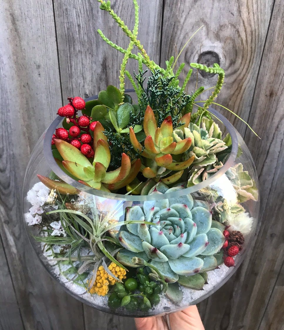 Holiday Succulent Terrarium in San Francisco, CA Elizabeth's Flowers