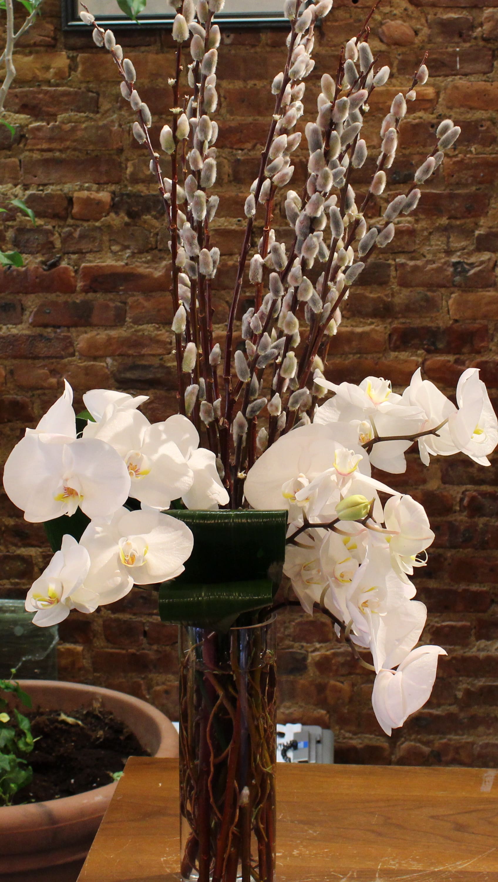 Luxurious Orchids In Brooklyn Ny The Avenue J Florist