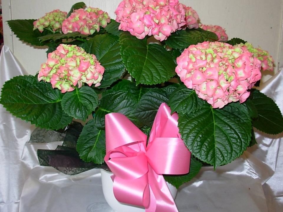 Pink Hydrangea Plant New P83 In Sumter Sc Newton S