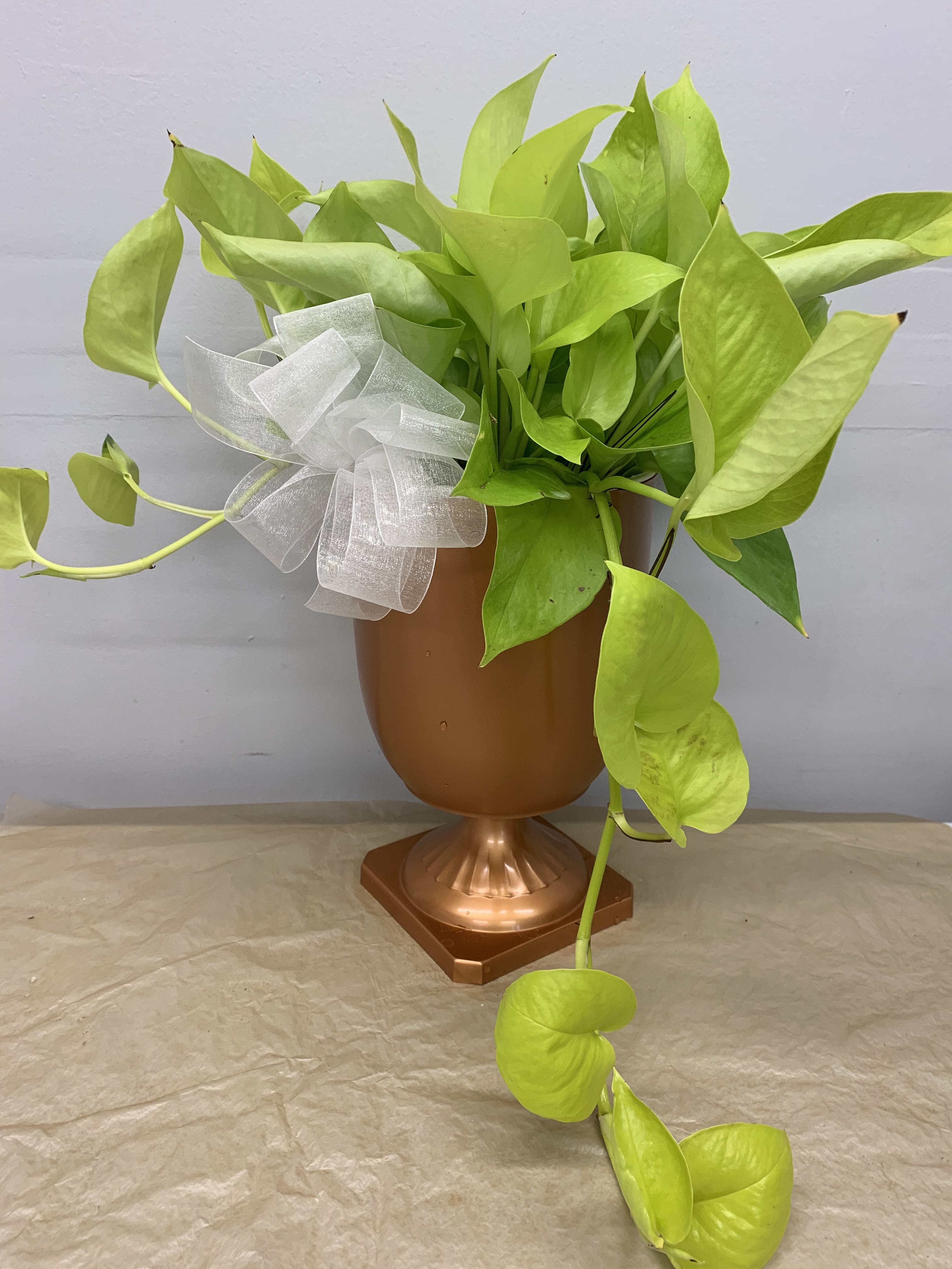 Bright Green Pothos Plant in Walla Walla, WA Petal Me