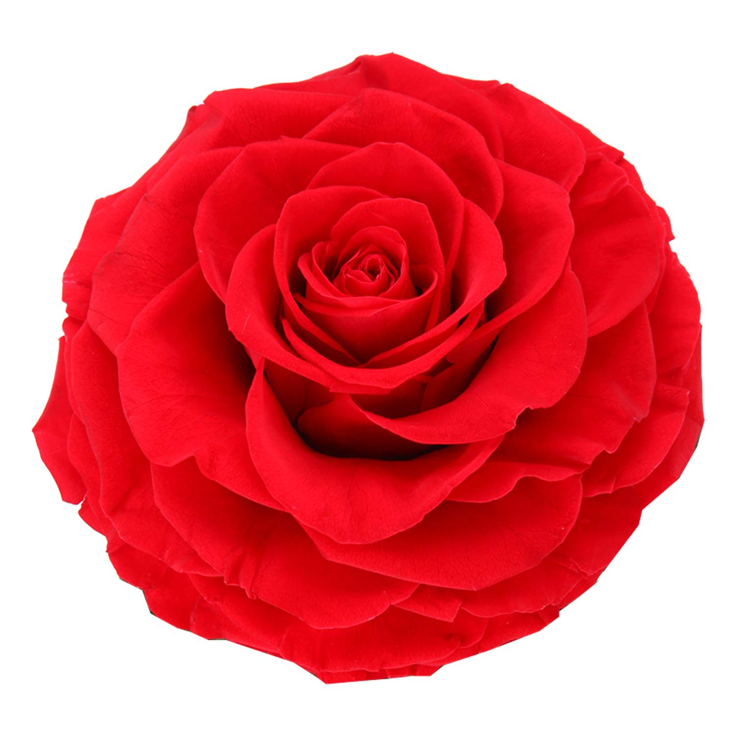 ETERNITY ROSE-RED in Bronx, NY | WORLDTHEROSES.COM