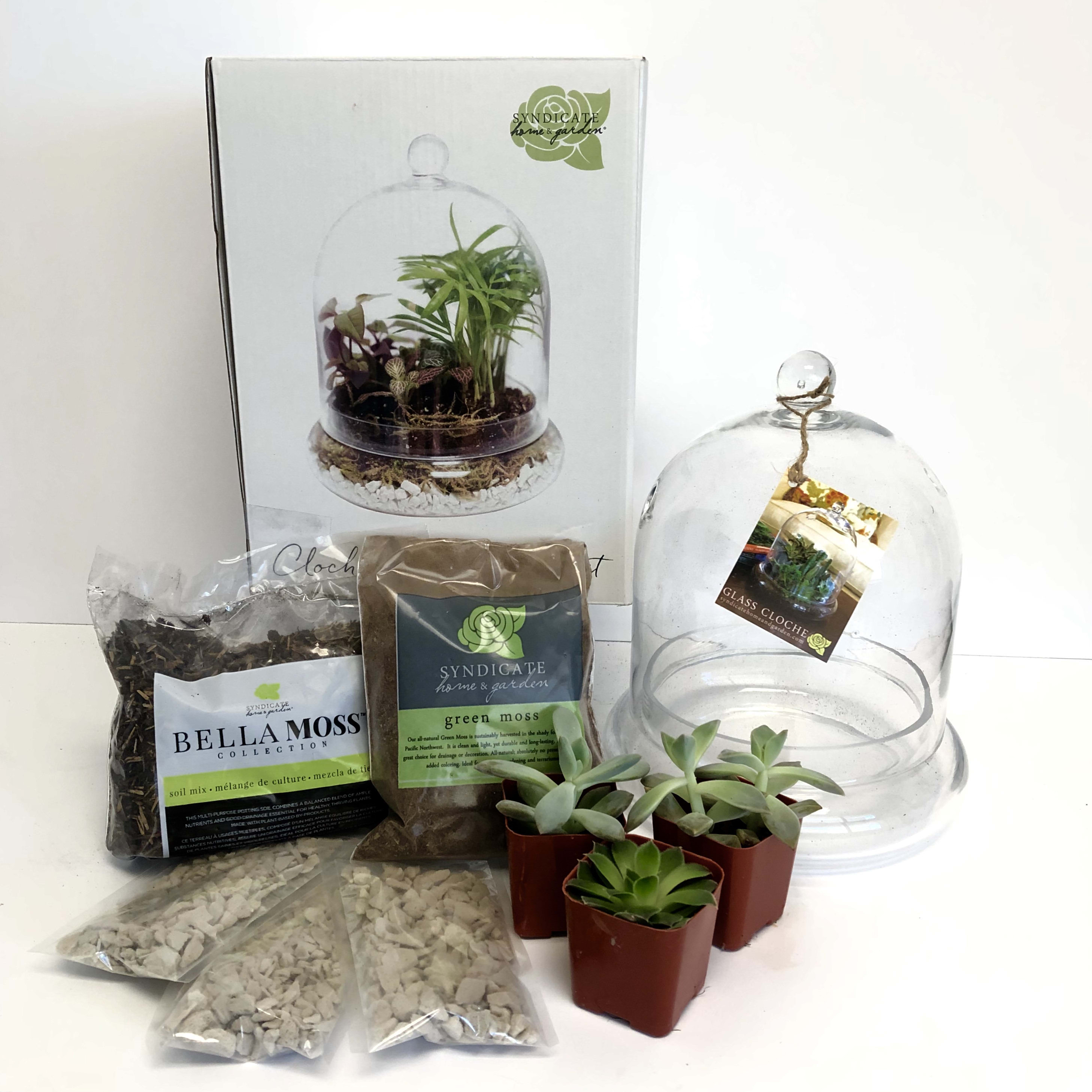 DIY Terrarium Kit A Beginner's Guide to Creating Your Own Miniature