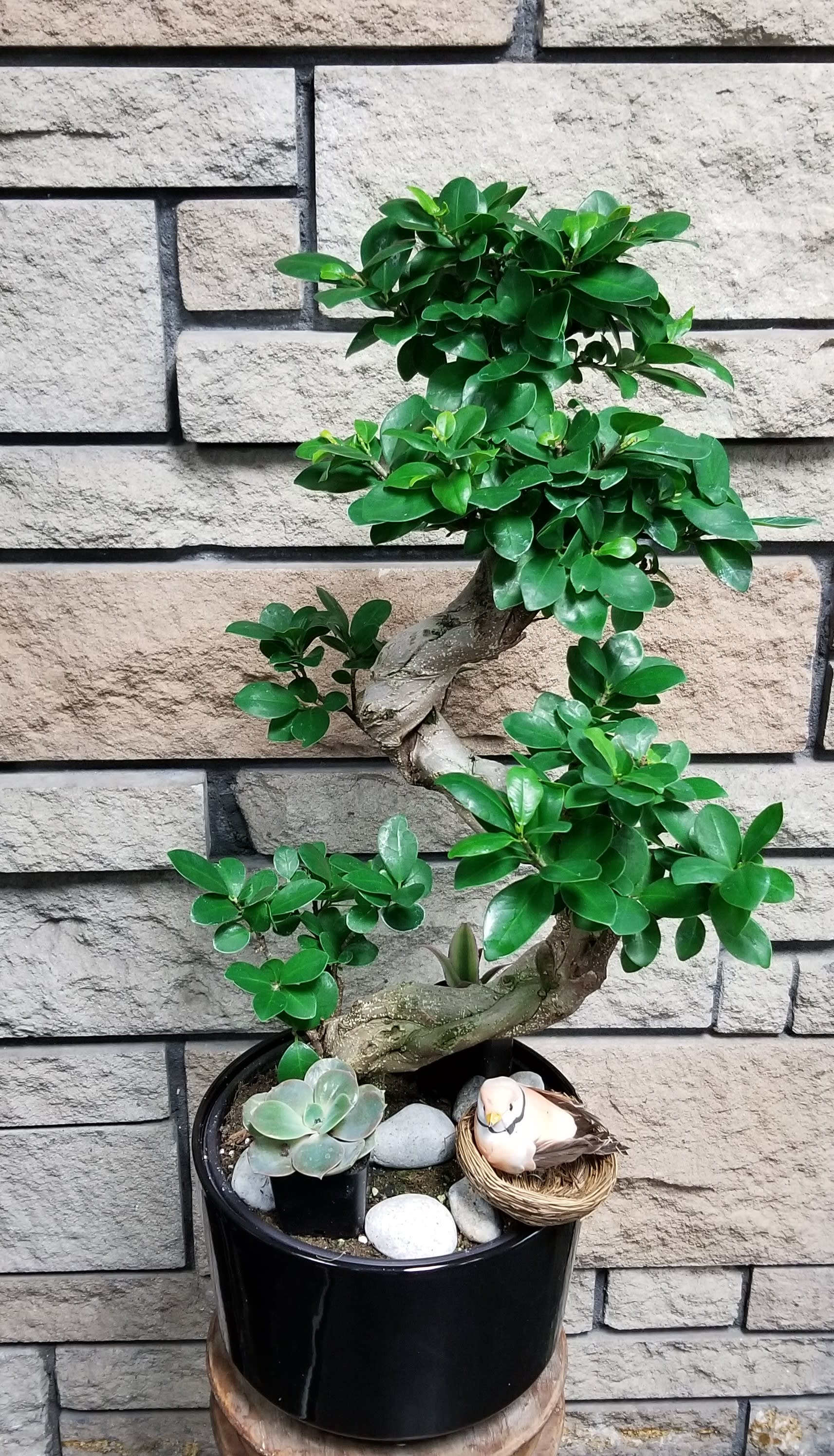 LUCKY BONSAI in Seattle, WA | Avant Garden Florist