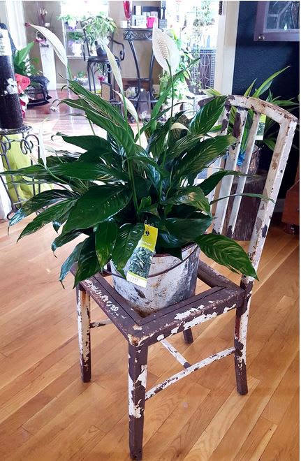Spath Plant in Minot, ND | Artistic Ambiance