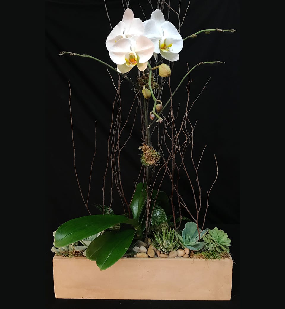 Orchid Designs Giftware