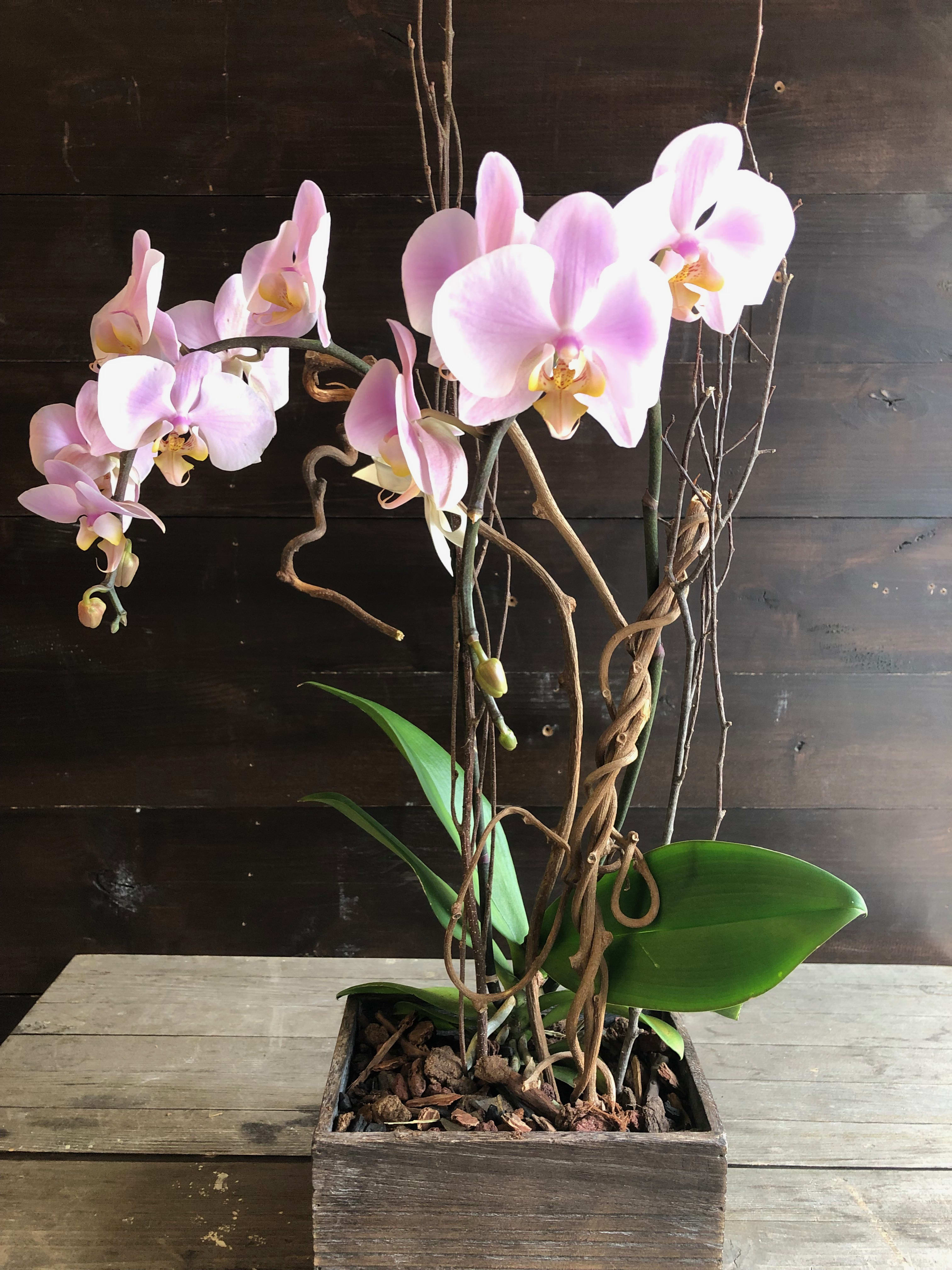 Plant Orchid in a box. in Austin, TX Mercedes Flowers