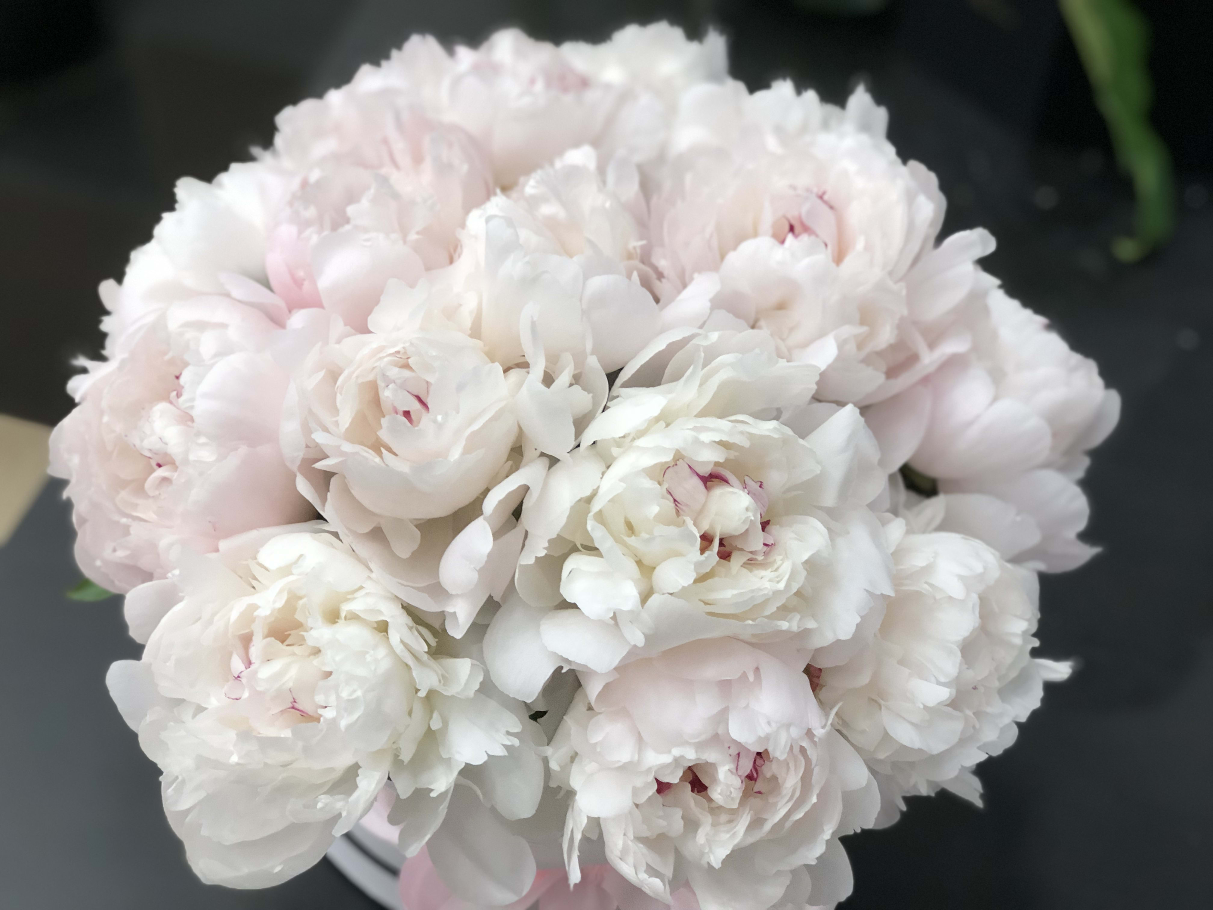 3 Dozen White Peonies In Round Hat Box By Luxury Flowers Miami