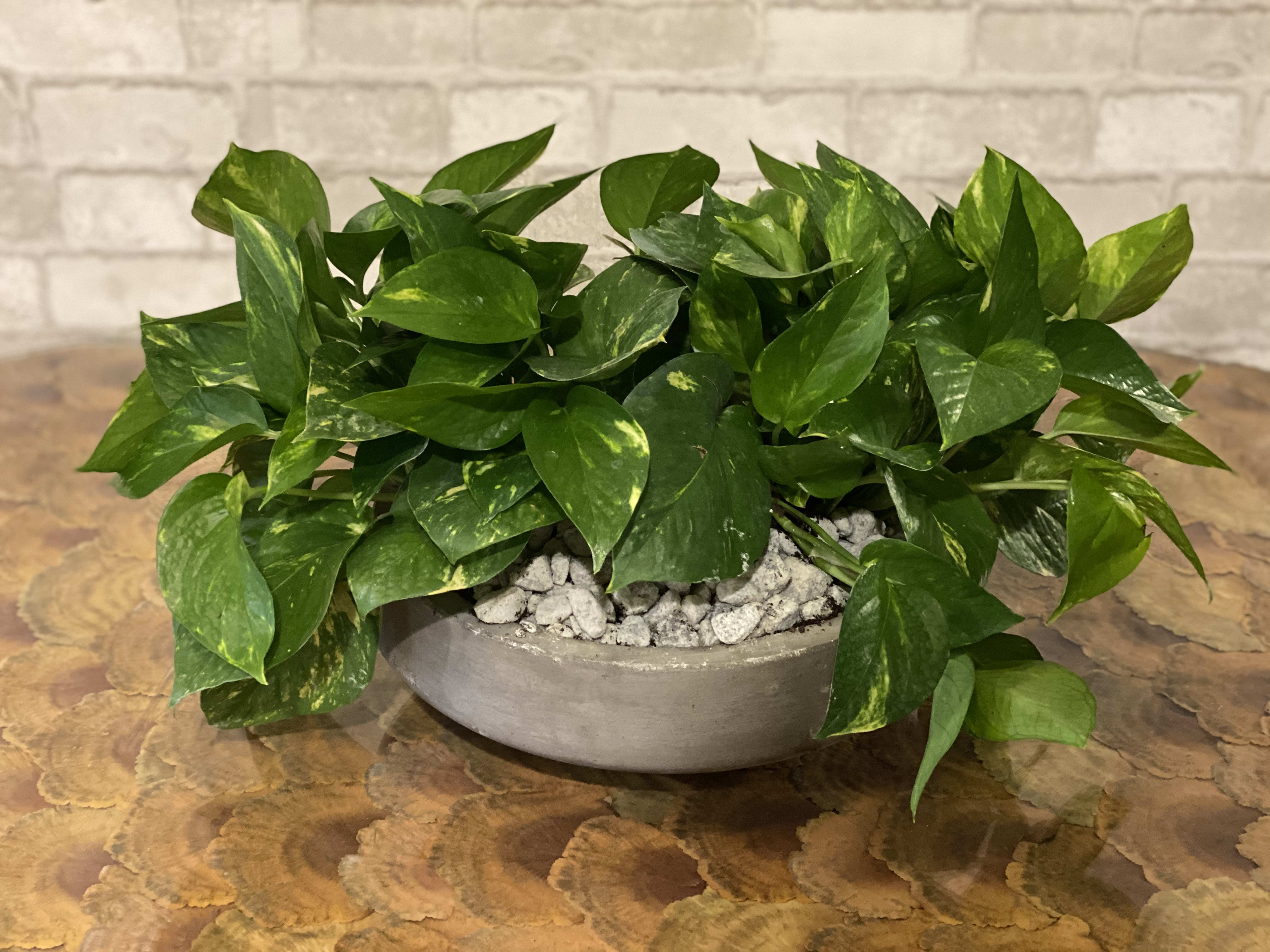 Variegated Pothos Planter in Natick, MA Petal Pushers