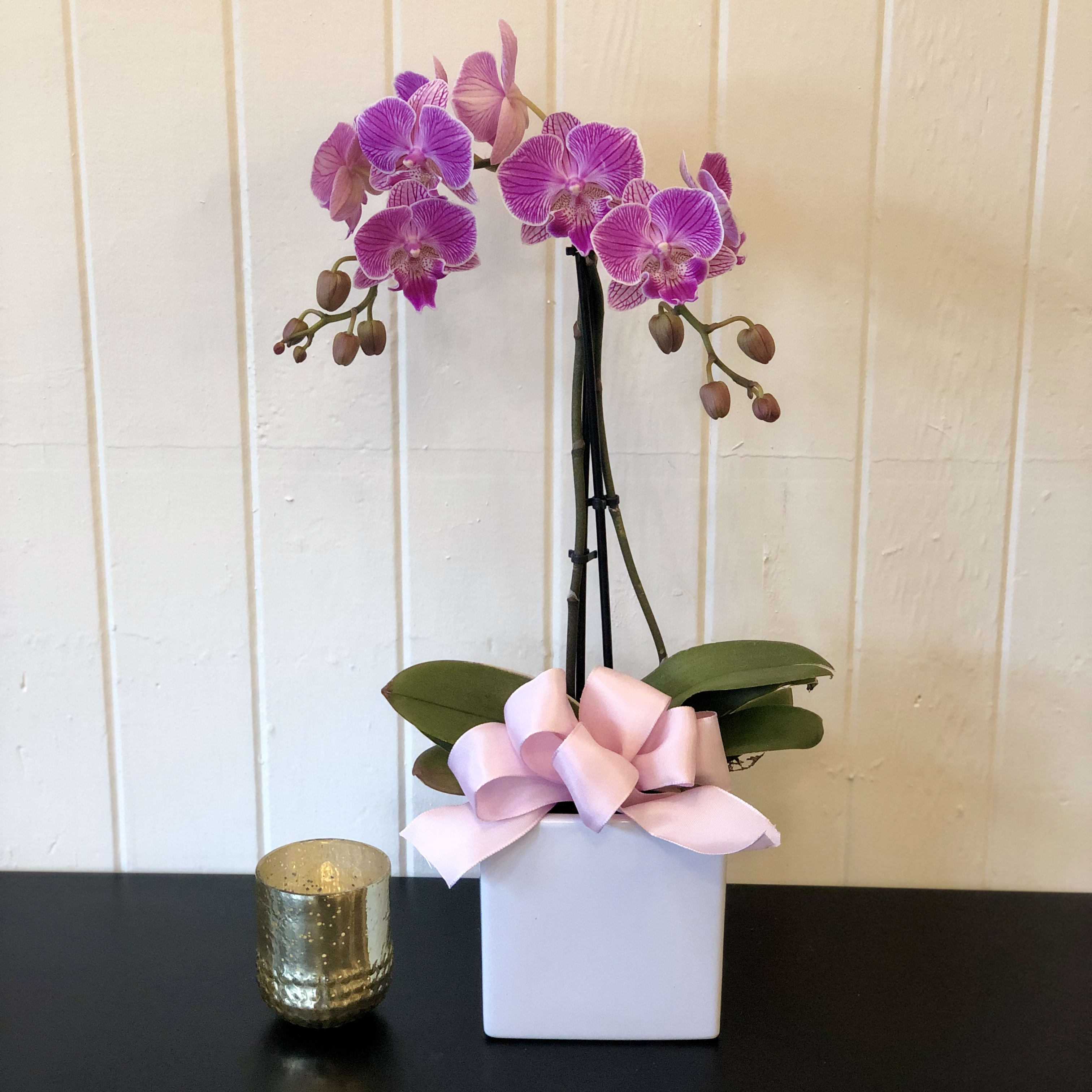 Purple Orchid Plant By San Francisco Floral Company